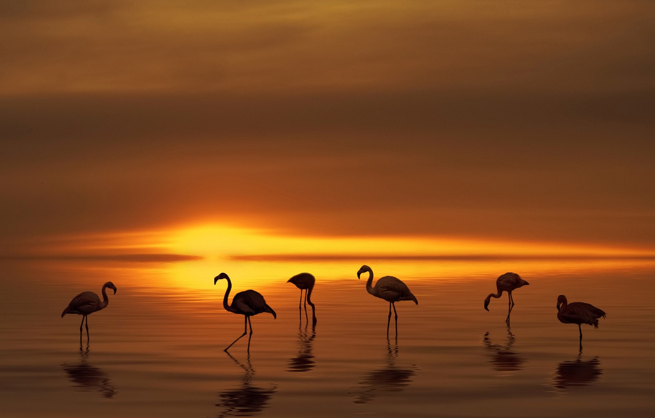 Wallpaper landscape, sunset, birds, lake, reflection, mood, reflections, Flamingo image for desktop, section животные