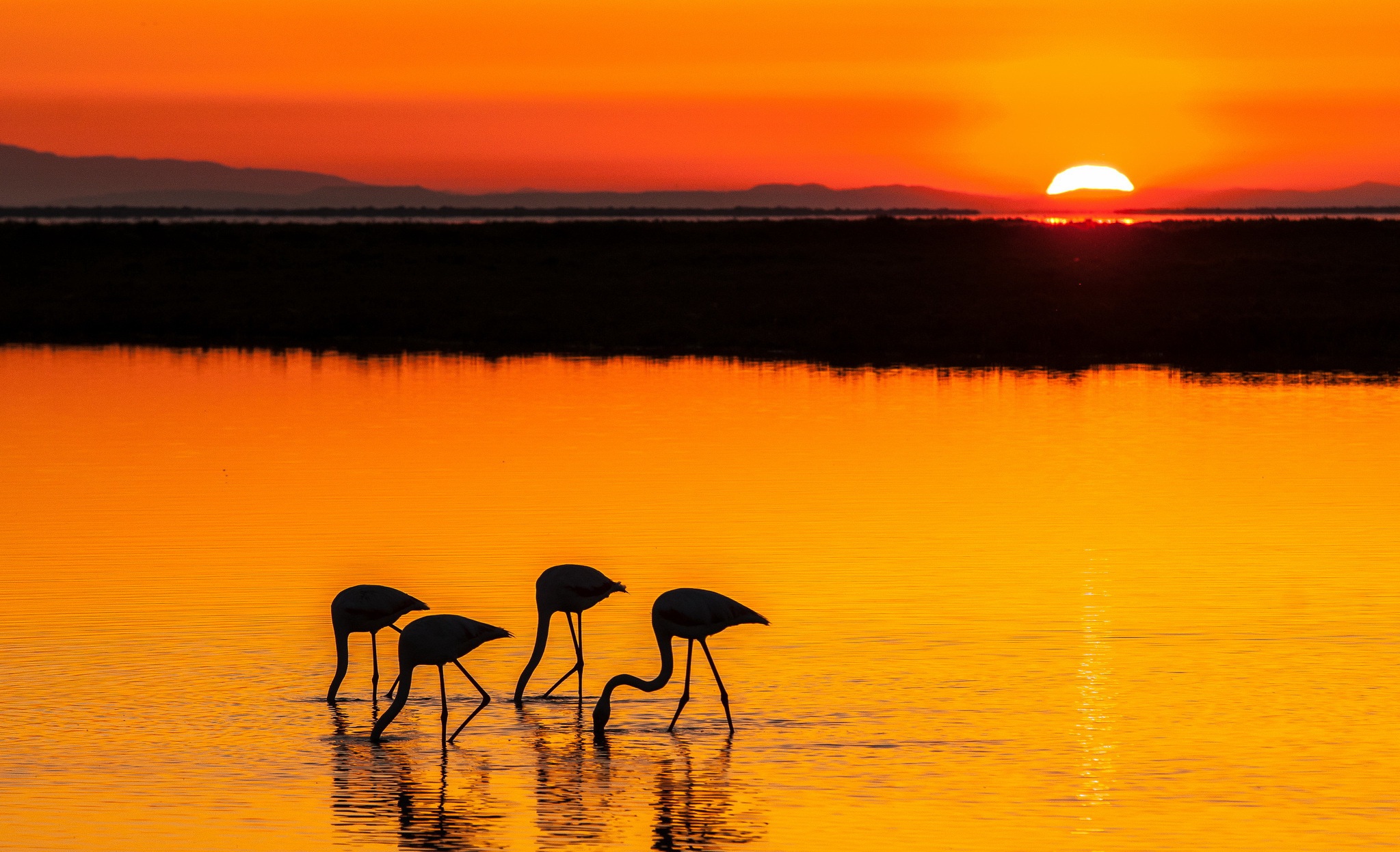 Flamingo Silhouettes in the Sunset