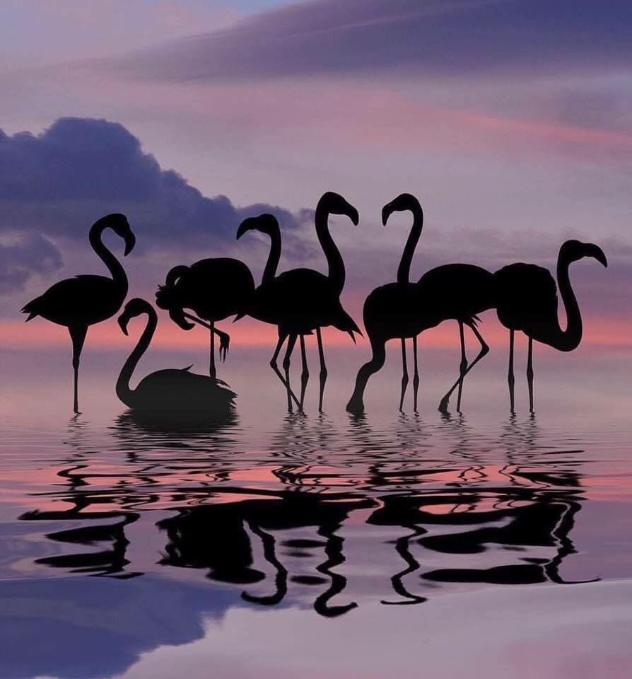Derick on Twitter. Flamingo picture, Nature photography, Nature wallpaper
