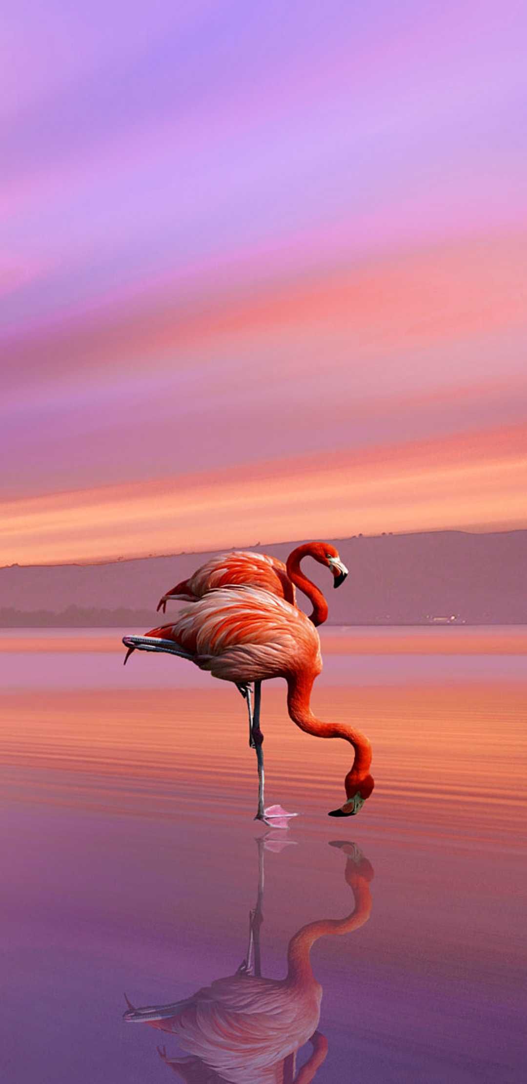 Flamingo Wallpaper Discover More Flamingo, Pastel, Sunset Wallpaper. /flamingo Wallpaper/. Flamingo Wallpaper, Sunset Wallpaper, Wallpaper
