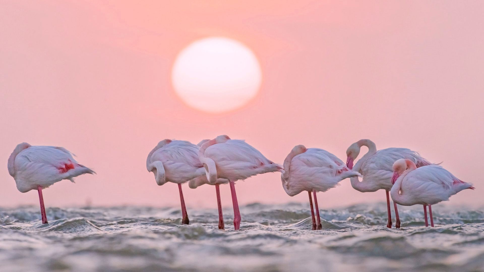Desktop Wallpaper Pink Bird, Sunset, Flamingos, HD Image, Picture, Background, 7f8e99