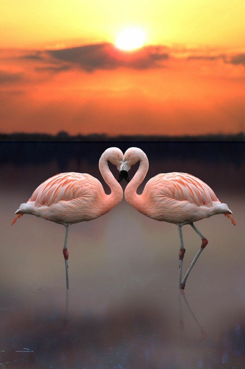 Pic. Aves belas, Foto flamingo, Imagens de flamingo