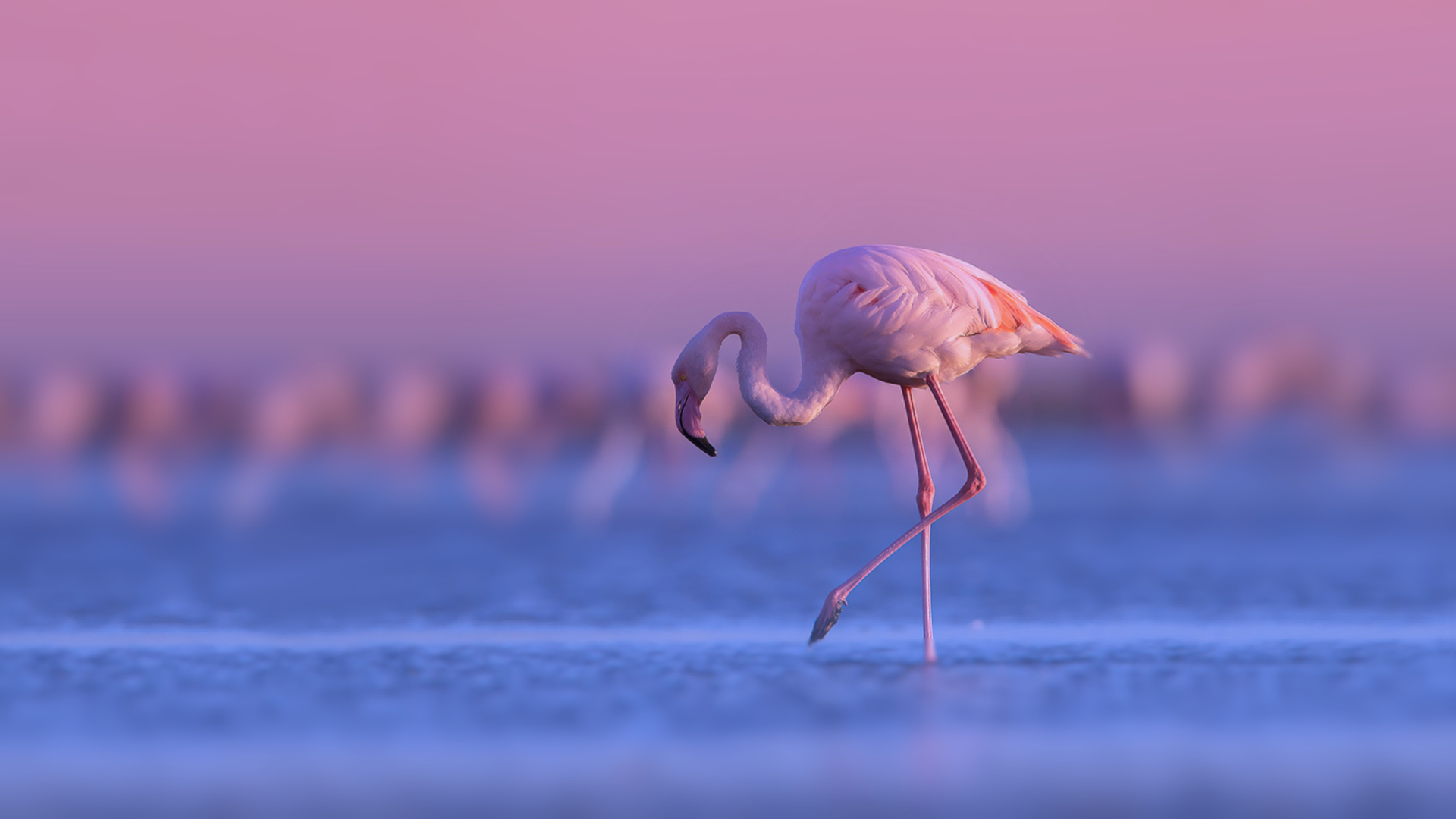 Flamingo Is Standing With Background Of Purple Sky During Sunset HD Birds Wallpaper