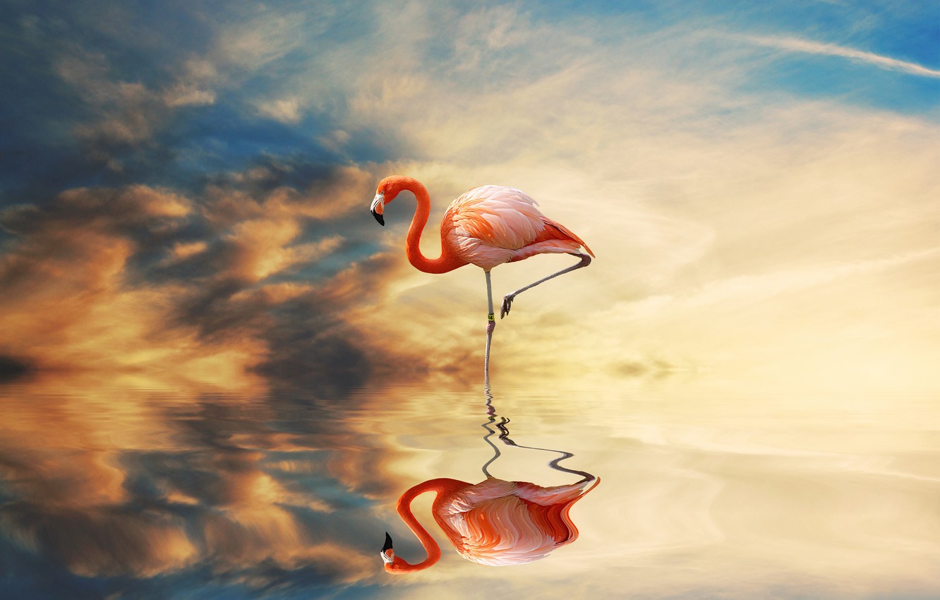 Wallpaper sunset, reflection, bird, pond, lonely, pink flamingos, photoart image for desktop, section животные