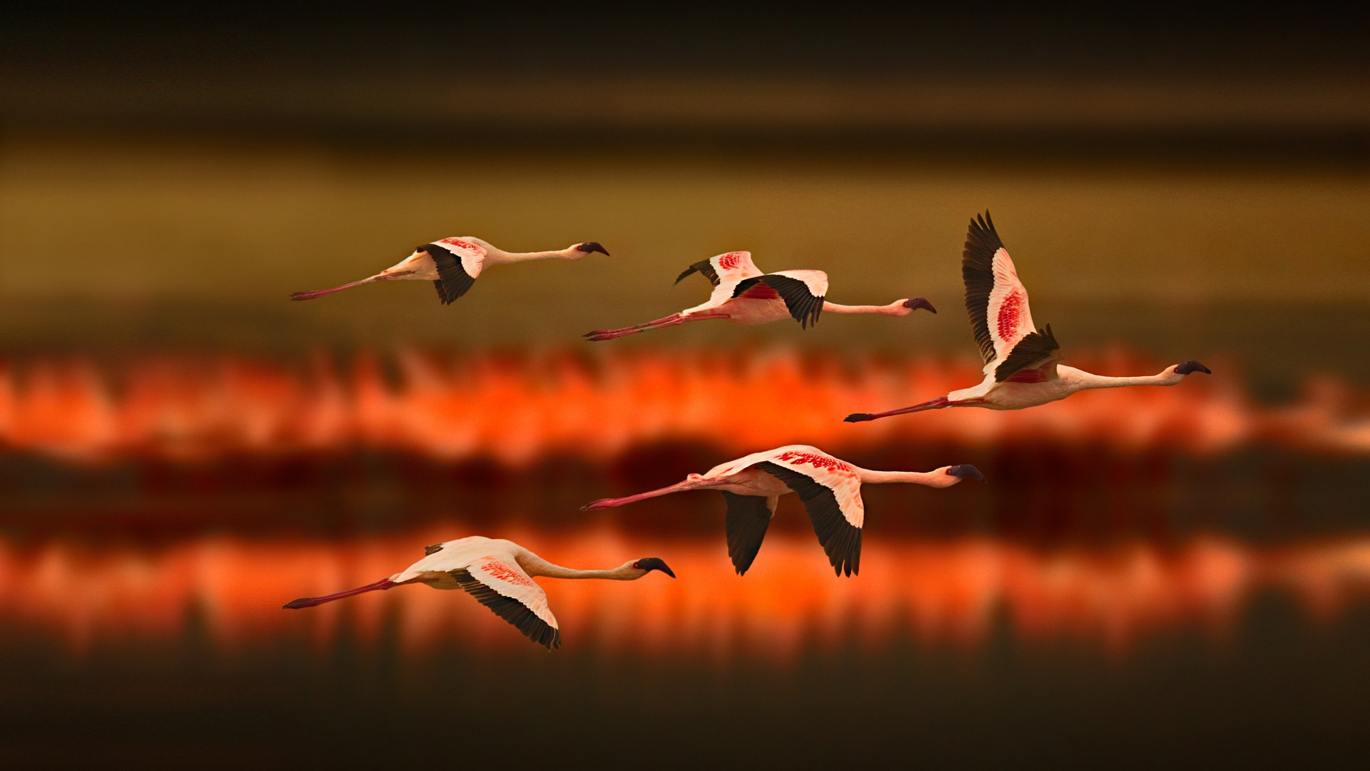 Wallpaper Greater Flamingos flying at sunset 1920x1080 Full HD 2K Picture, Image