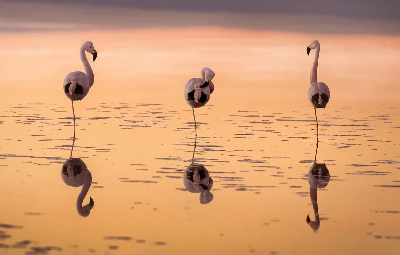 Wallpaper sunset, birds, Flamingo image for desktop, section животные
