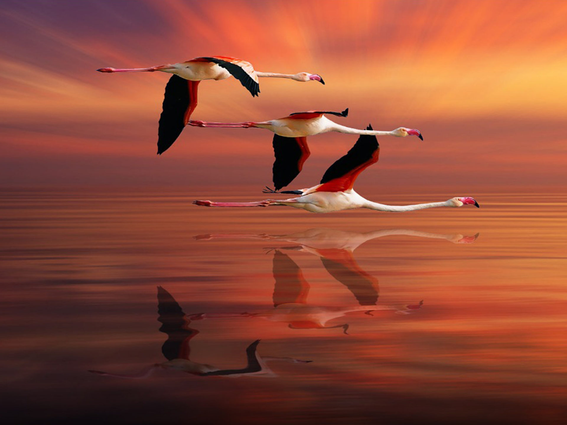 Flamingo Flying Ocean Red Sky Sunset Reflection Beautiful HD Desktop Wallpaper, Wallpaper13.com