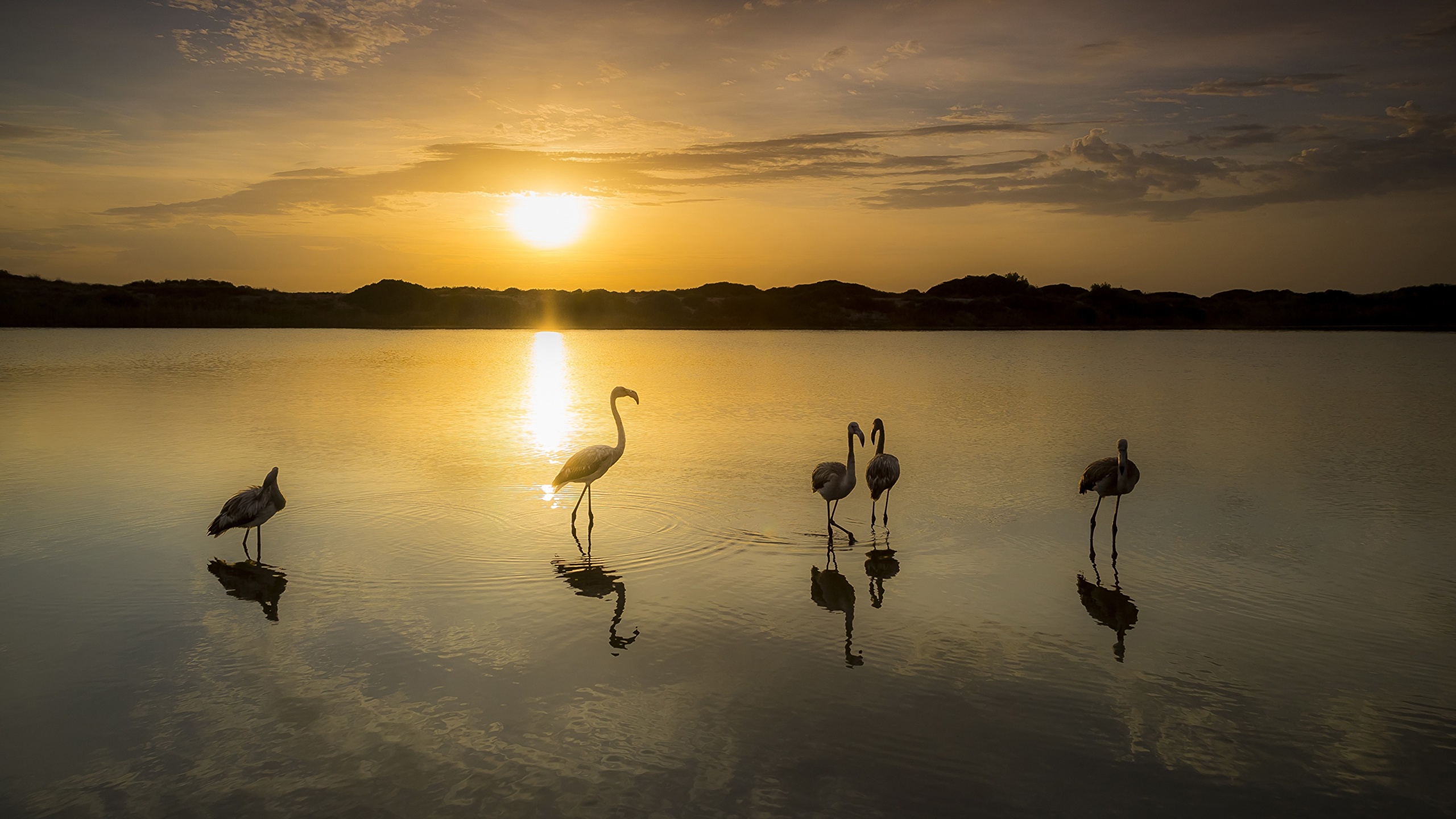 Photo Birds Flamingo Lake reflected sunrise and sunset 2560x1440