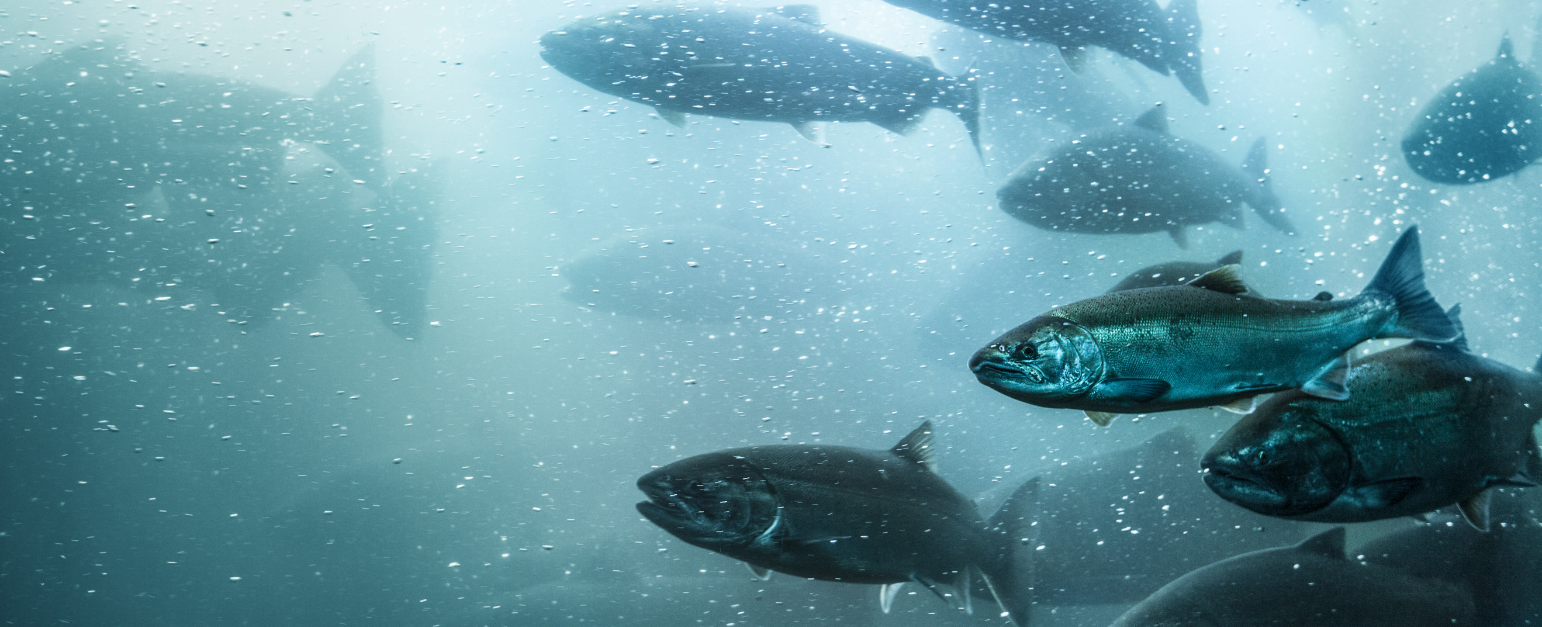 A typical salmon aquaculture fish farm in a Norwegion fjord, Norway  Scandinavia Stock Photo - Alamy