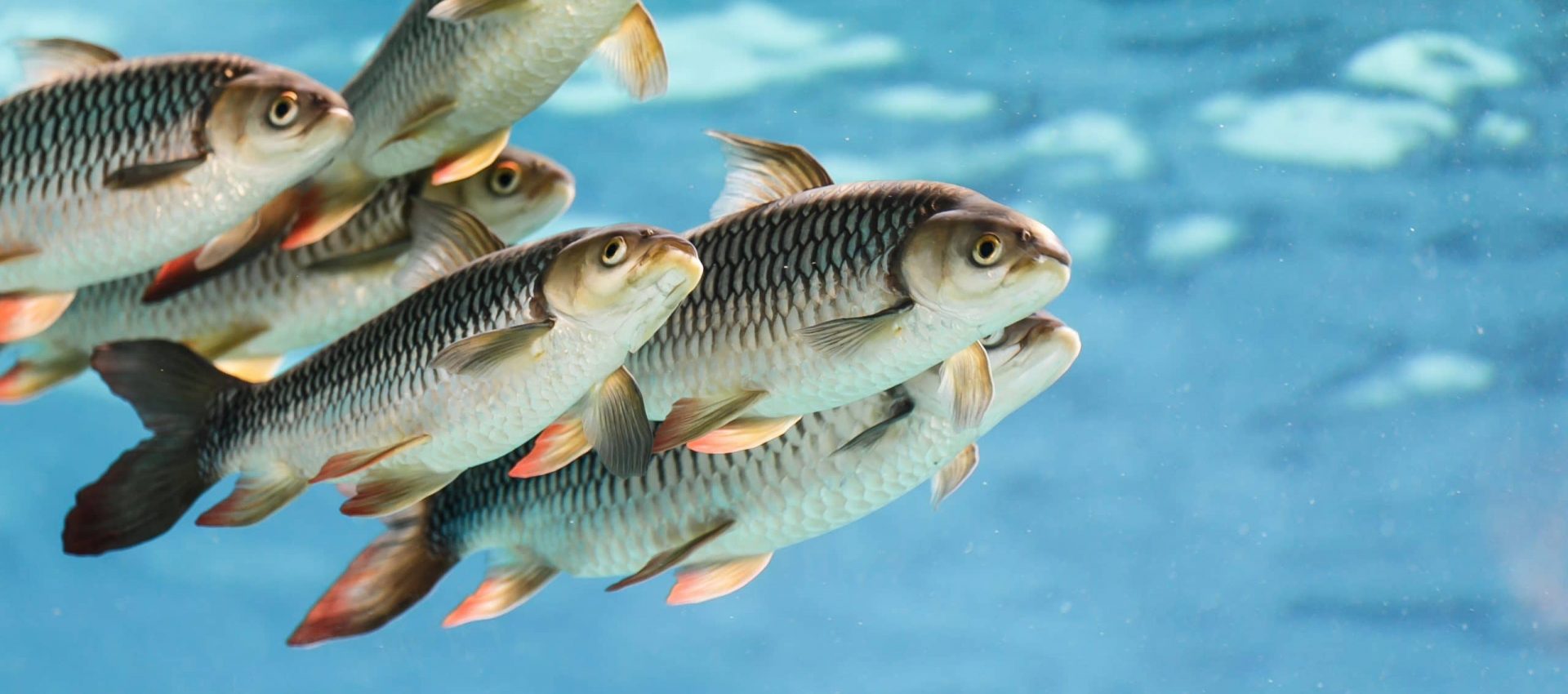 Aquaculture Wallpapers - Wallpaper Cave