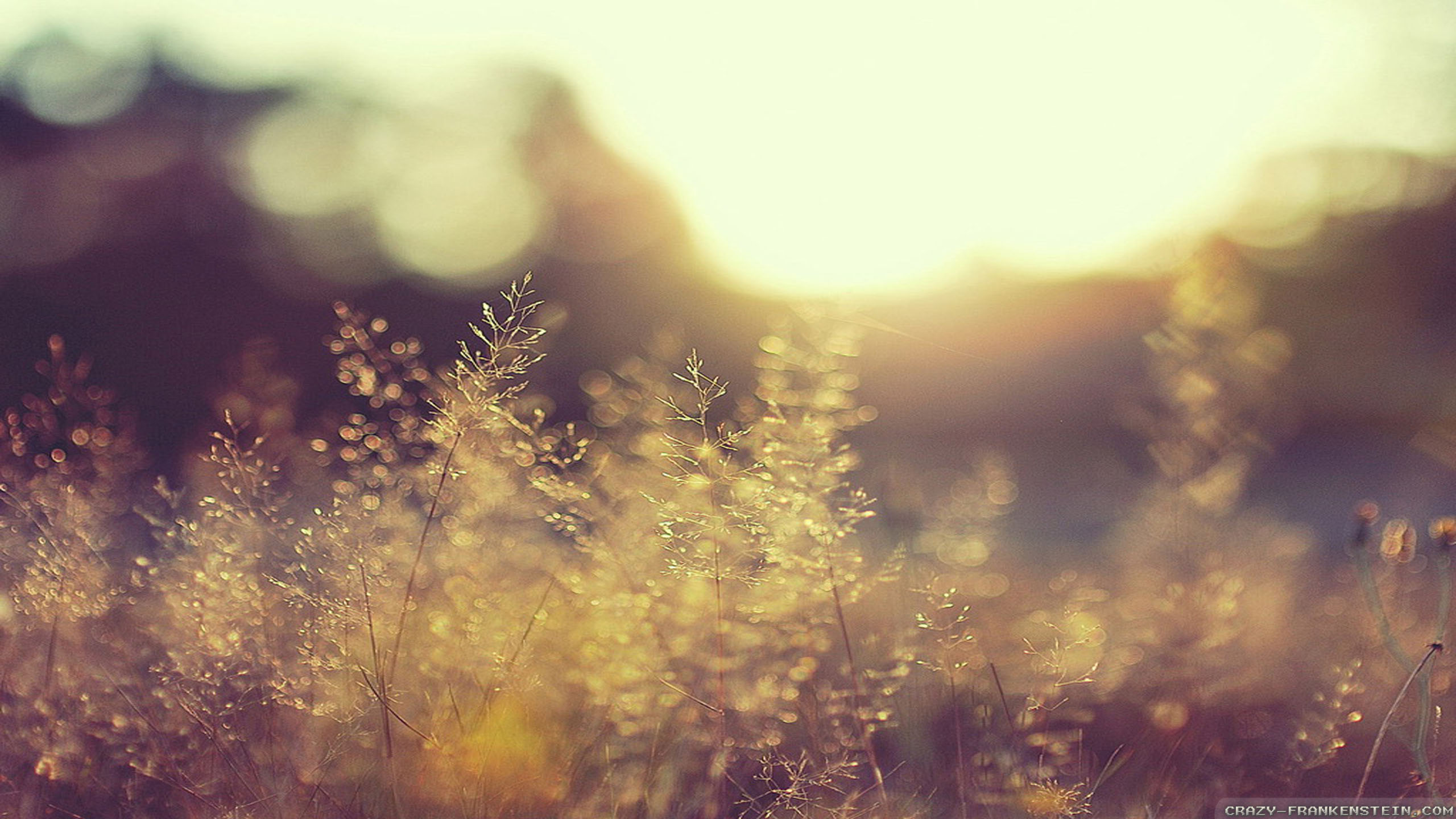 Summer Field Wallpaper 2560x1440 57016