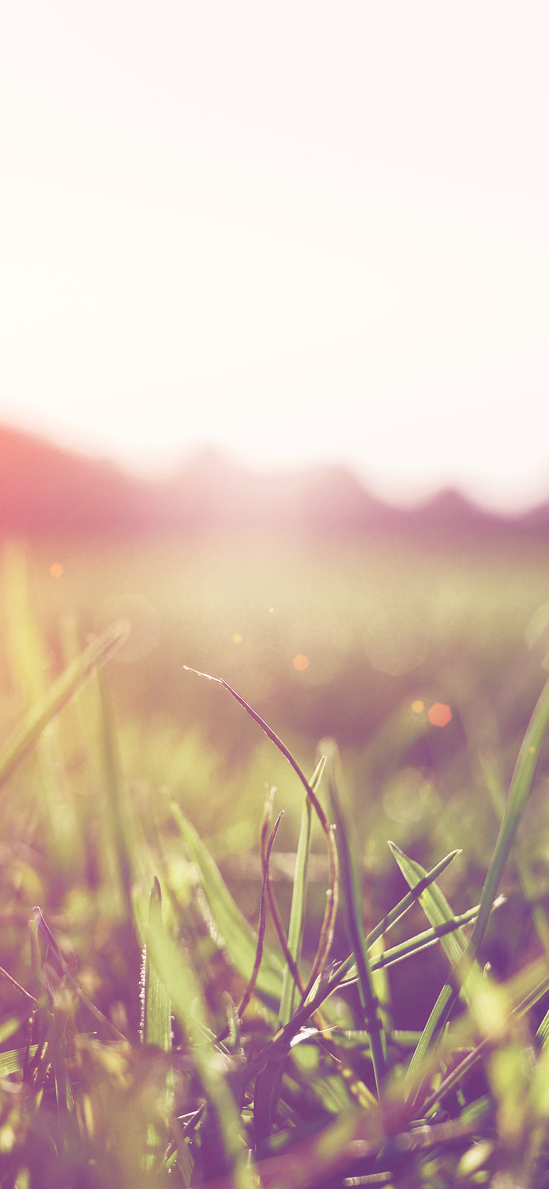 Light Green Summer Wallpapers Wallpaper Cave