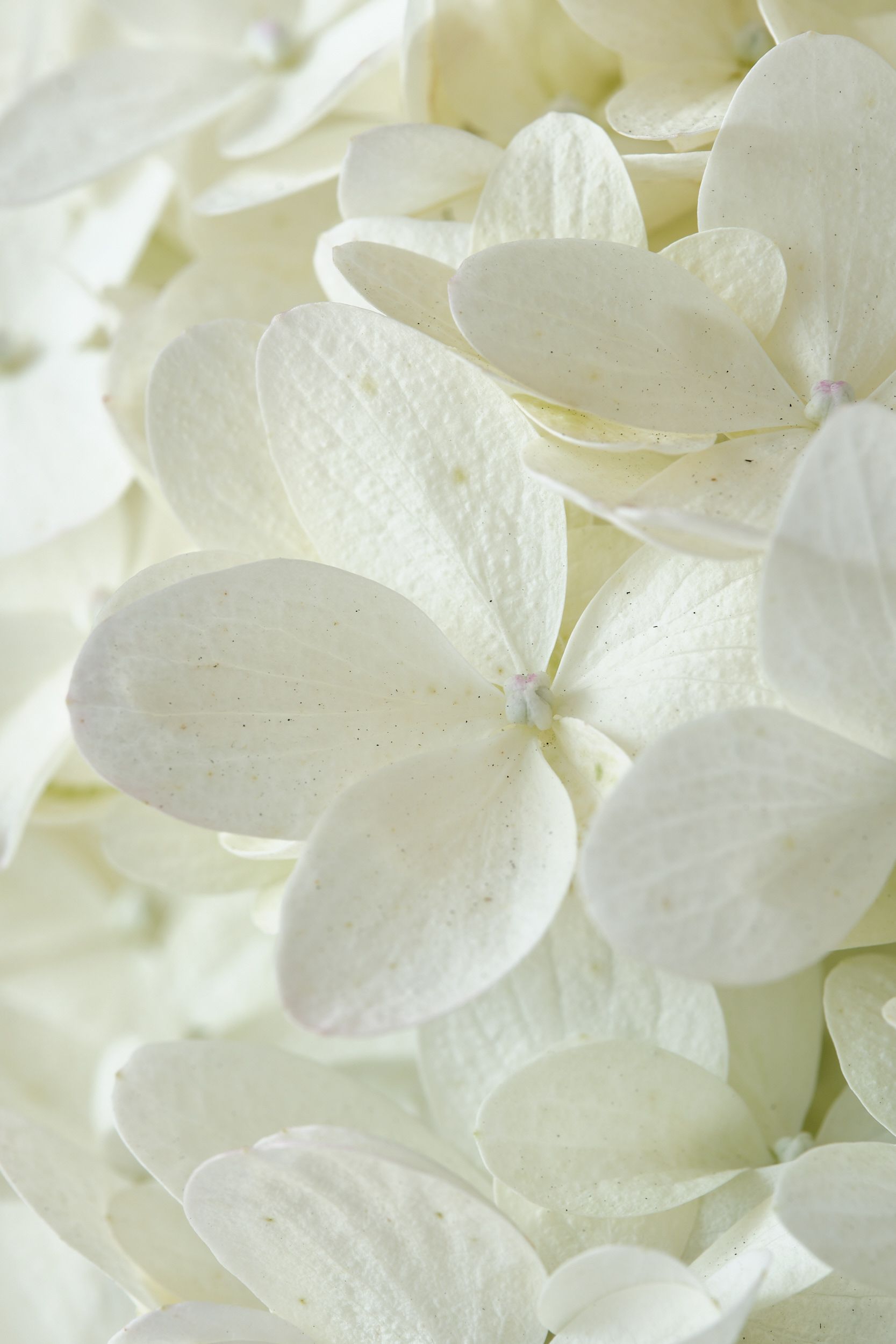 Hydrangea pan. Magical Summer BV. Magical plants & Flowers