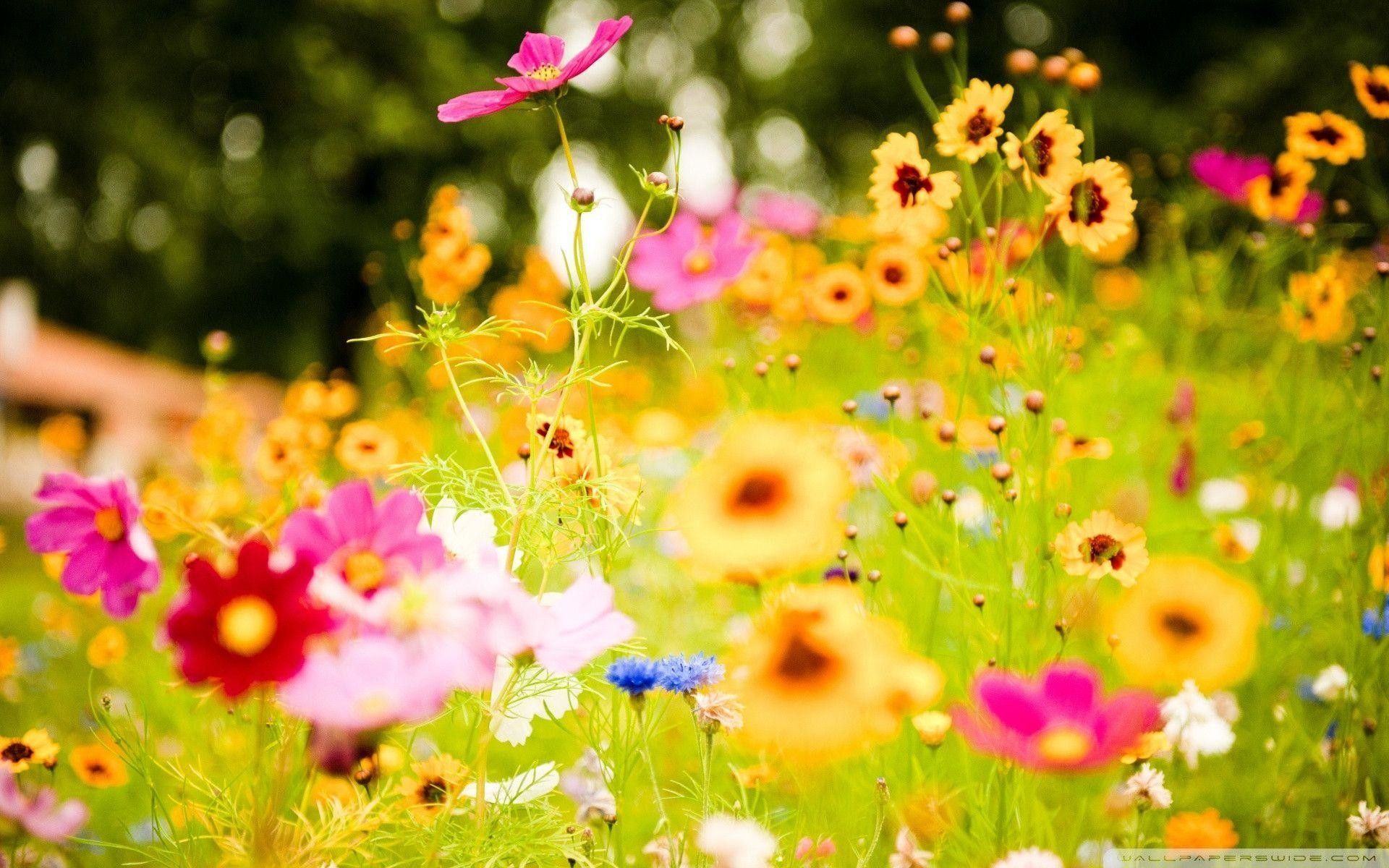 summer flowers backgrounds