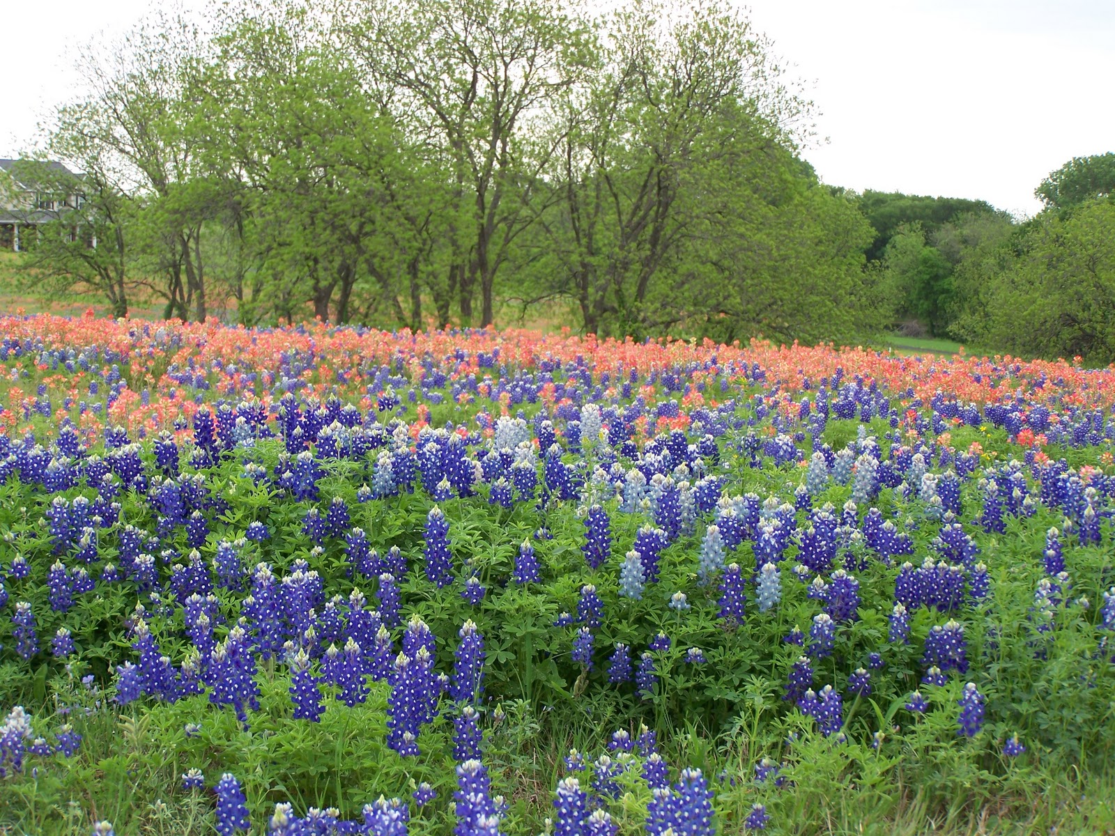 Free download Cozy in Texas Spring in Texas [1600x1200] for your Desktop, Mobile & Tablet. Explore Free Texas Bluebonnet Wallpaper. Bluebonnet Wallpaper Wildflowers, Bluebonnet Wallpaper Desktop High Resolution, Picture