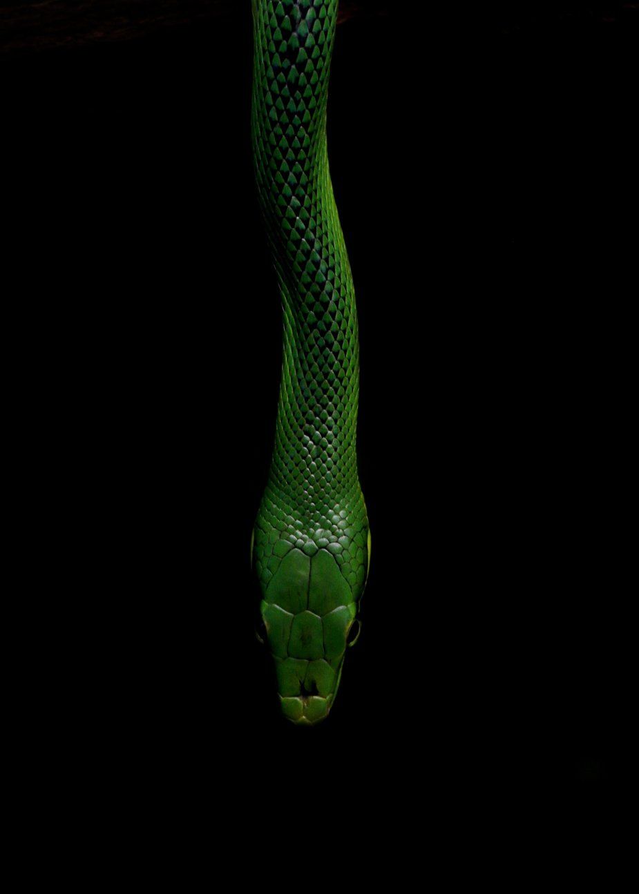 Green Snake On Black Background. Dark green aesthetic, Green and black background, Slytherin aesthetic