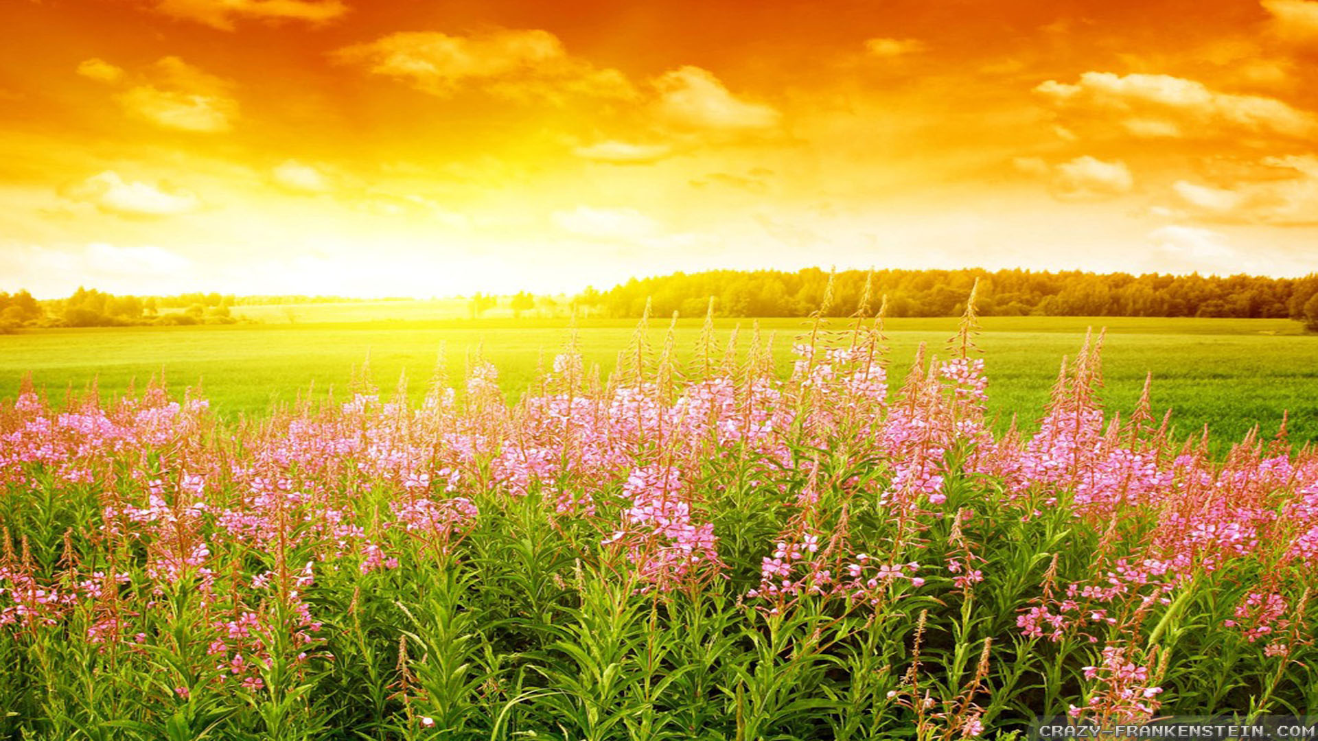 Beautiful Summer Wallpapers & HD Image free download