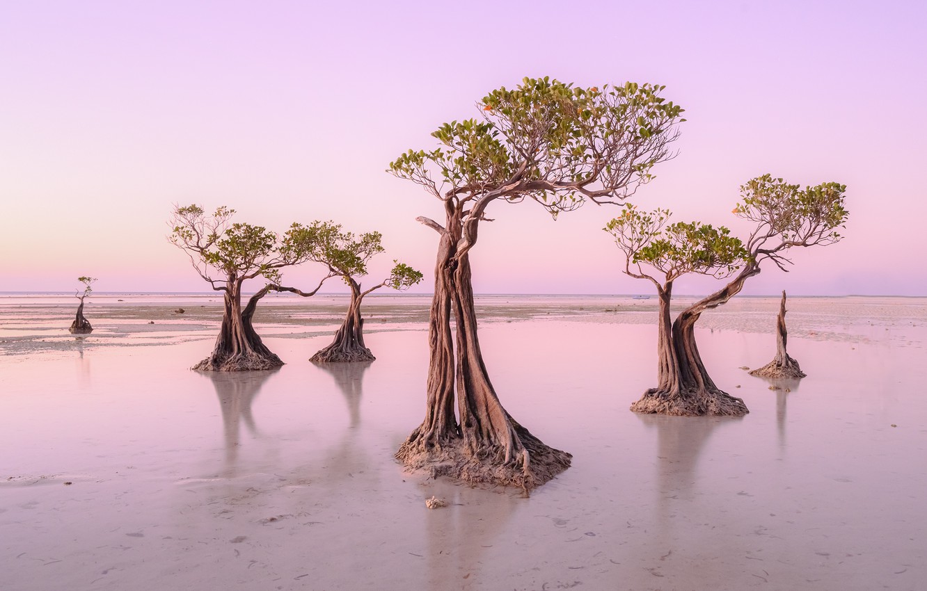 Wallpaper Island, Walakiri Beach, Sumba, Dancing Trees image for desktop, section природа