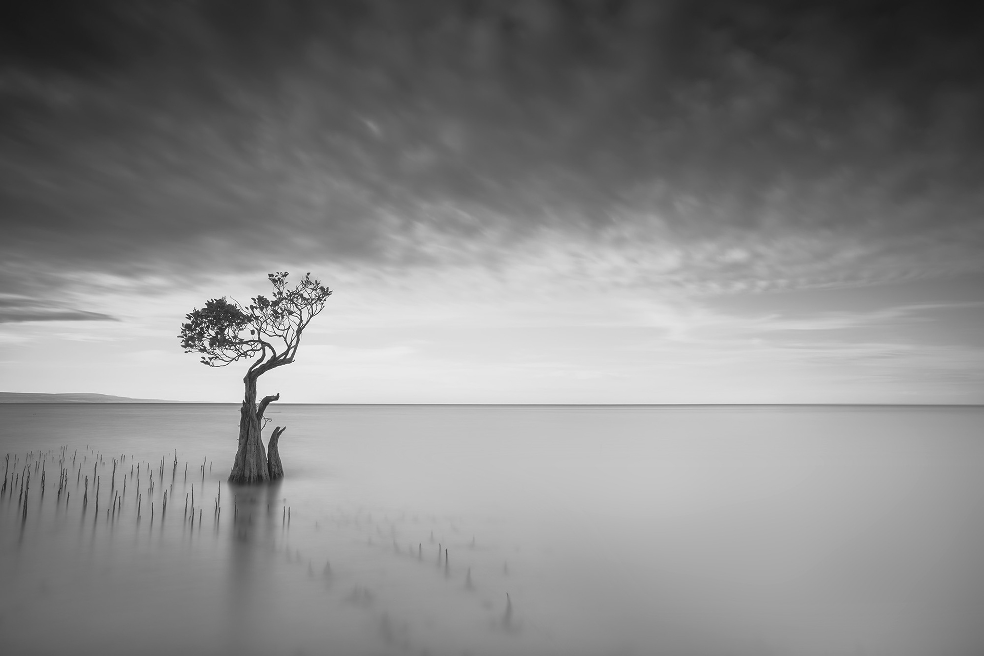 Sumba Island and The Dancing Tree