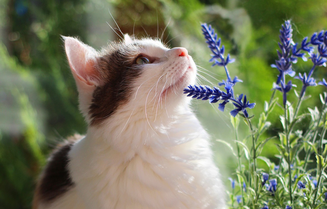 Wallpaper cat, summer, cat, look, face, flowers, green, background, portrait, white, the smell, lavender, with spots image for desktop, section кошки