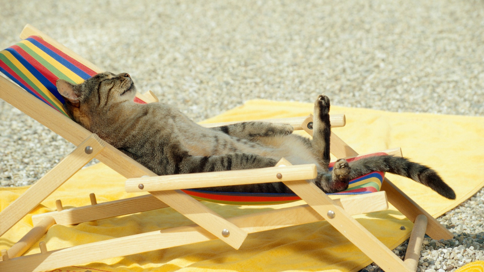 Free download Funny Cat Sleeping on Beach Chair Photo HD Wallpaper [1920x1080] for your Desktop, Mobile & Tablet. Explore Beach Chair Desktop Wallpaper. Summer Beach Chairs Desktop Wallpaper, Adirondack