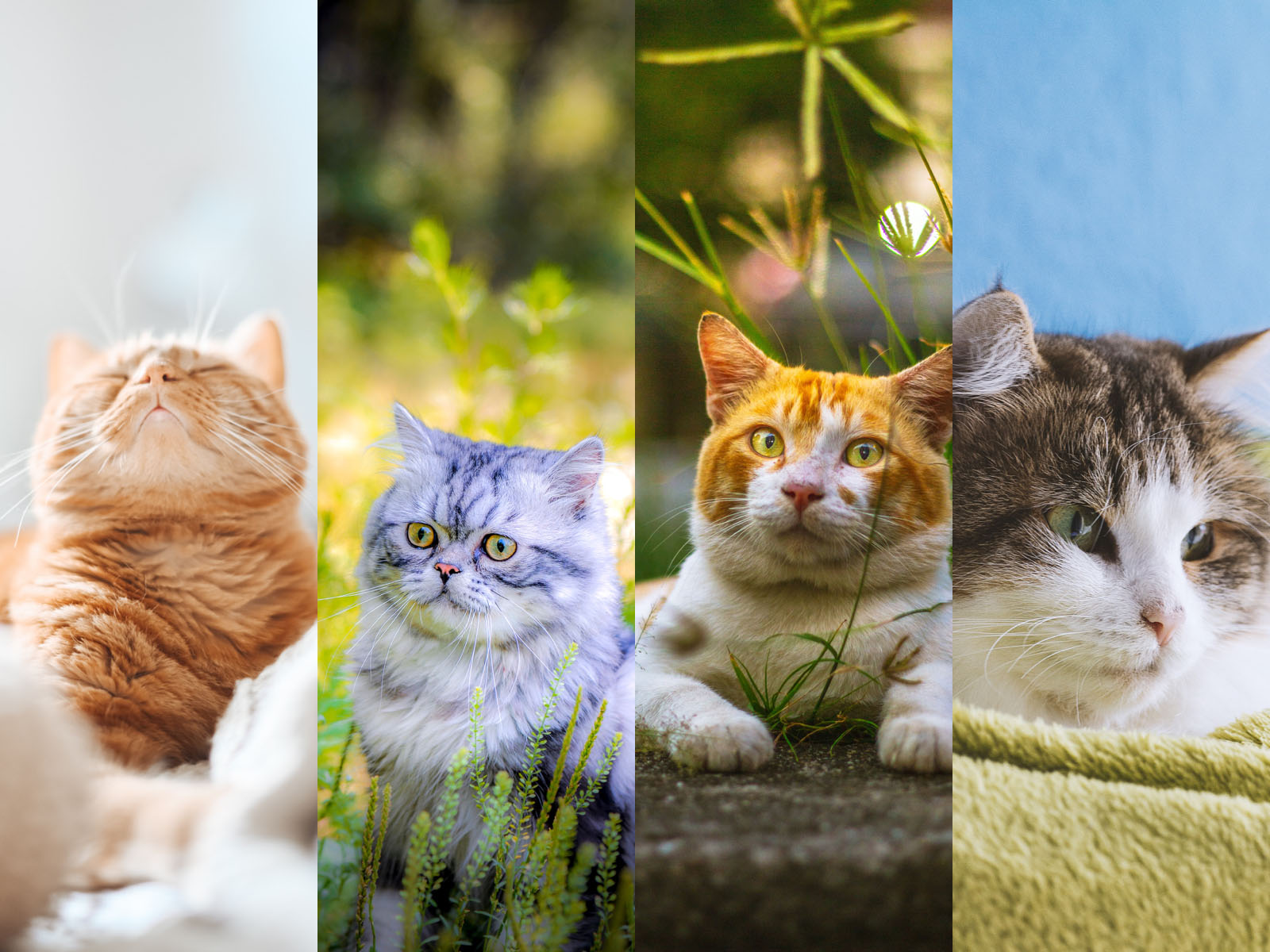 beautiful cat wallpaper Archives Like Cats Very Much