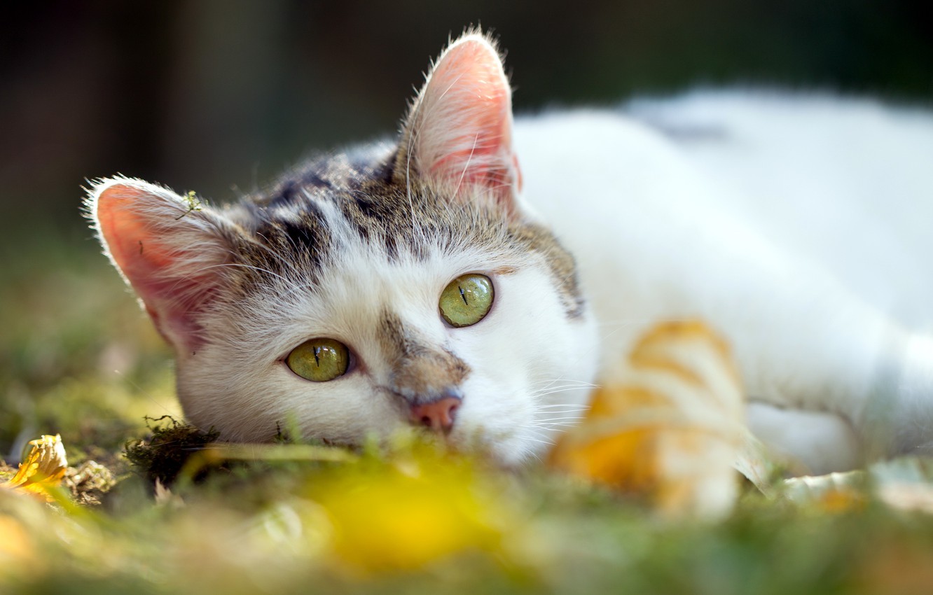 Wallpaper cat, summer, background image for desktop, section кошки