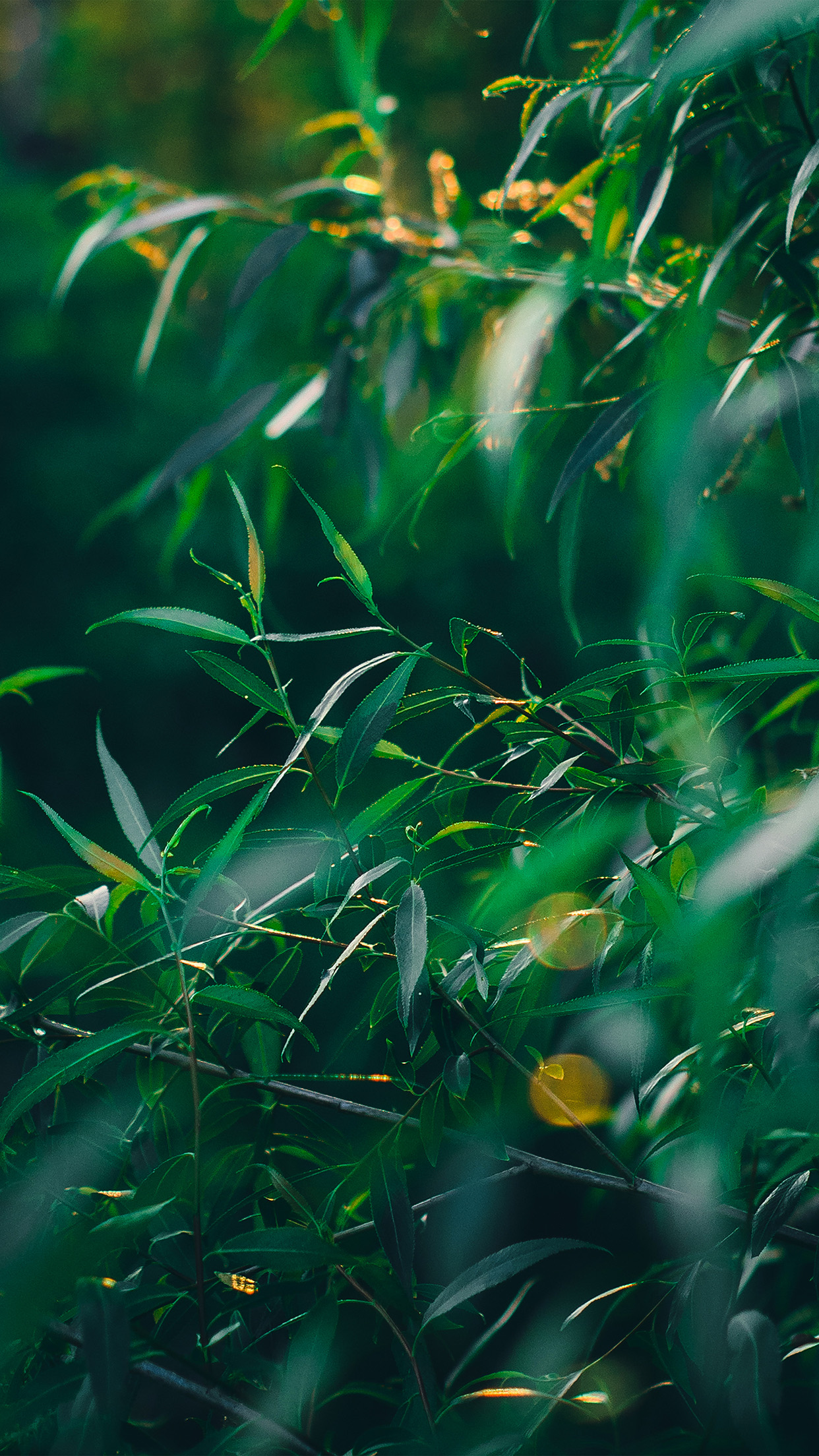 iPhone X wallpaper. leaf green bokeh summer nature
