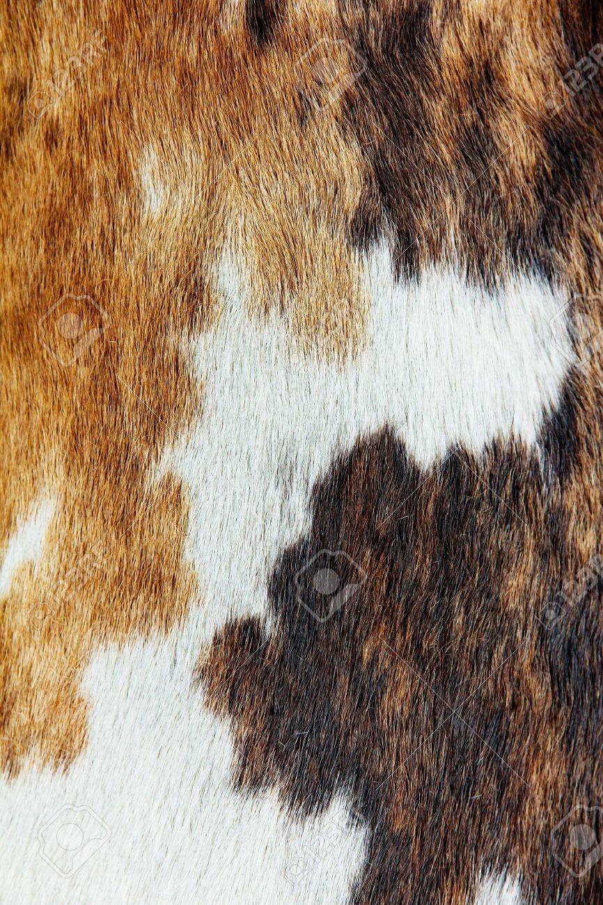 Cow Hide Wallpapers - Wallpaper Cave