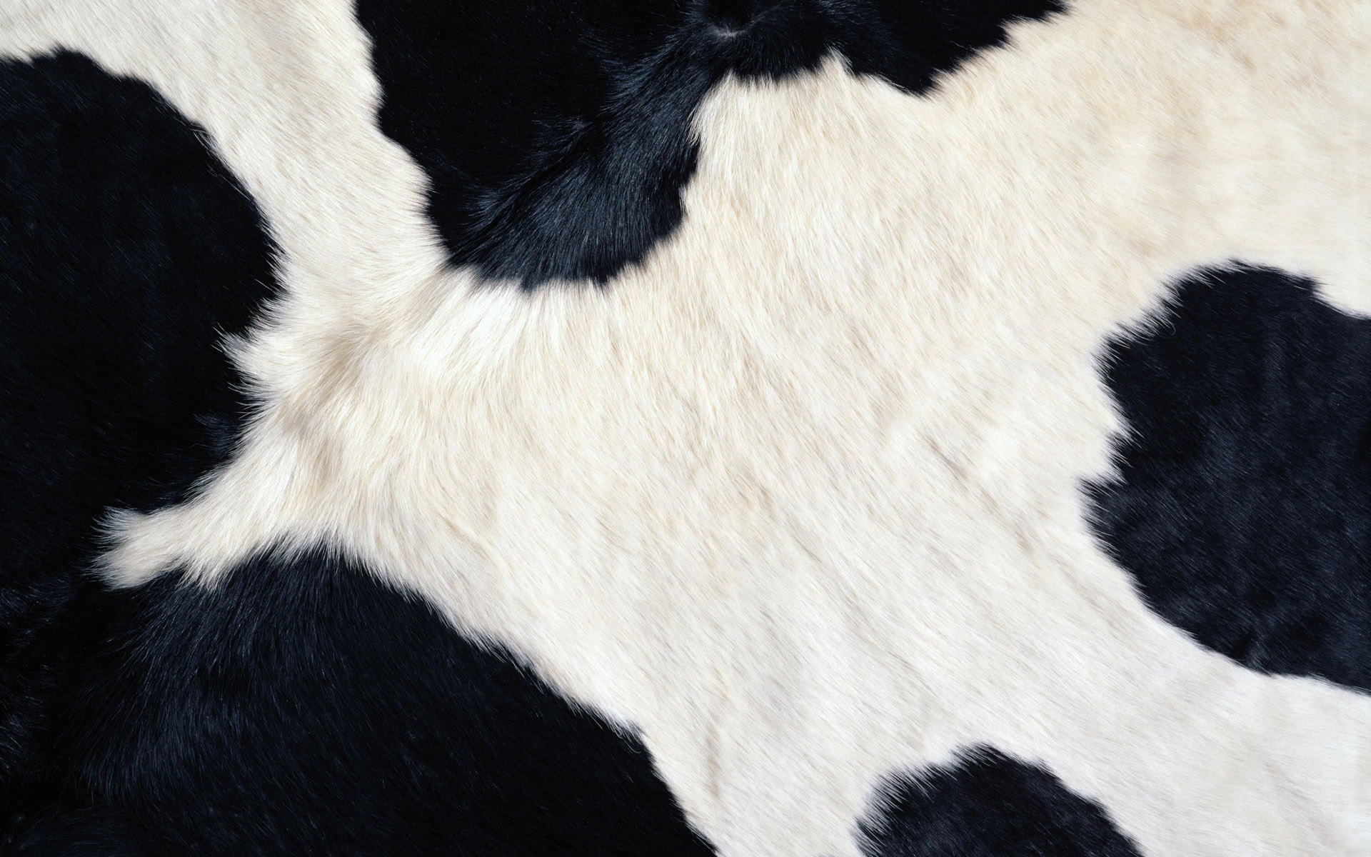 Cow Hide Fabric Wallpaper and Home Decor  Spoonflower