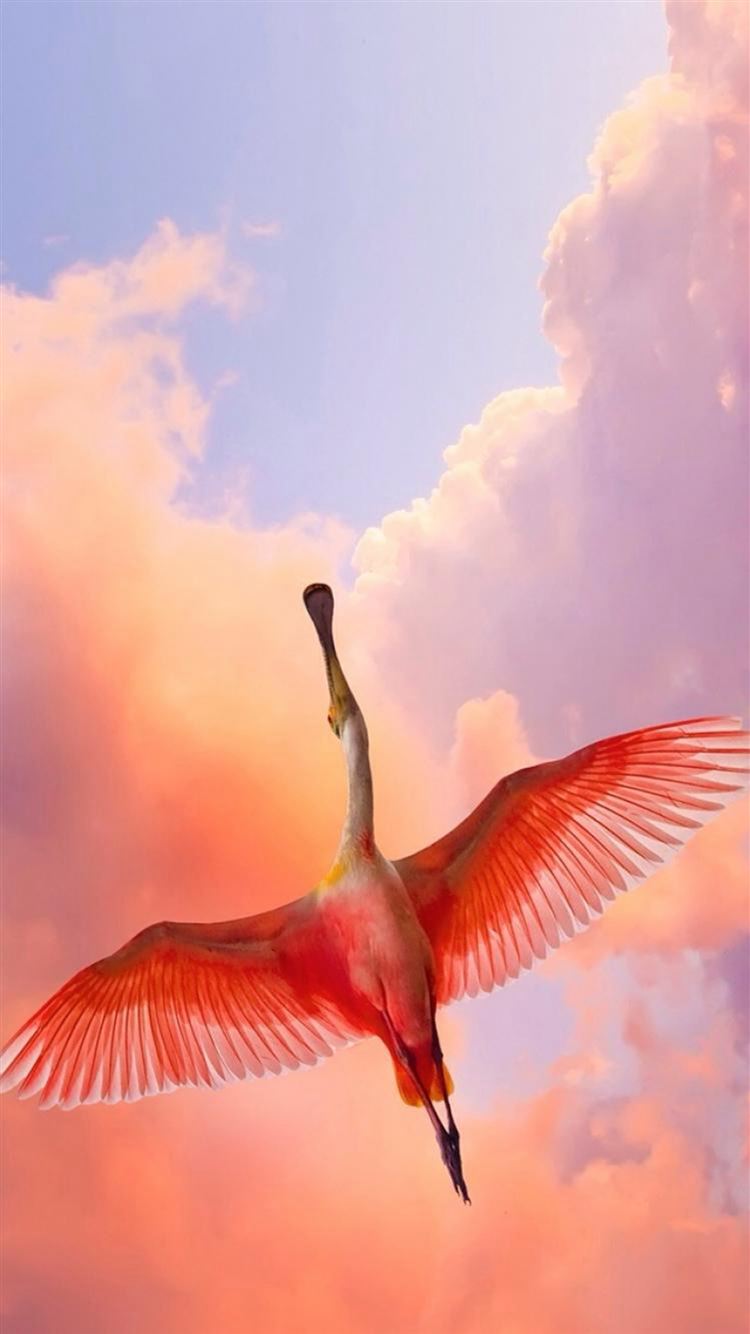 Best Flamingo iPhone 8 HD Wallpaper
