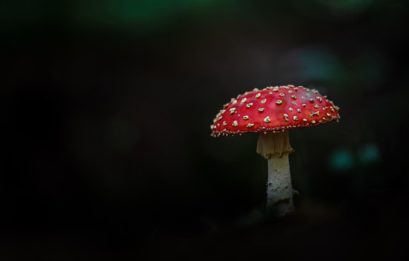 Wallpaper mushroom, mushroom, black background image for desktop, section природа