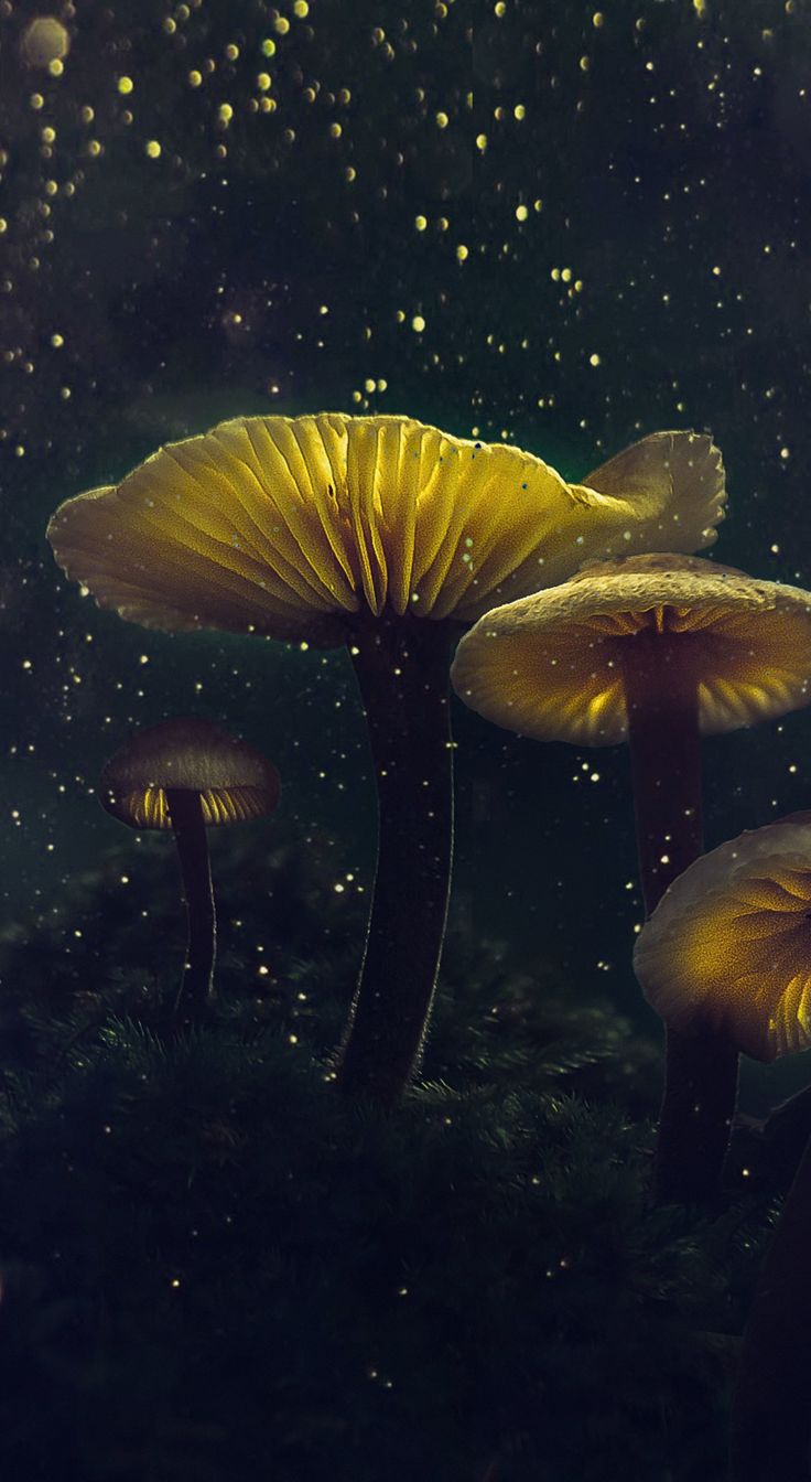 Mushroom, yellow glow, flower top, glitter wallpaper. Mushroom wallpaper, Mushroom art, Stuffed mushrooms