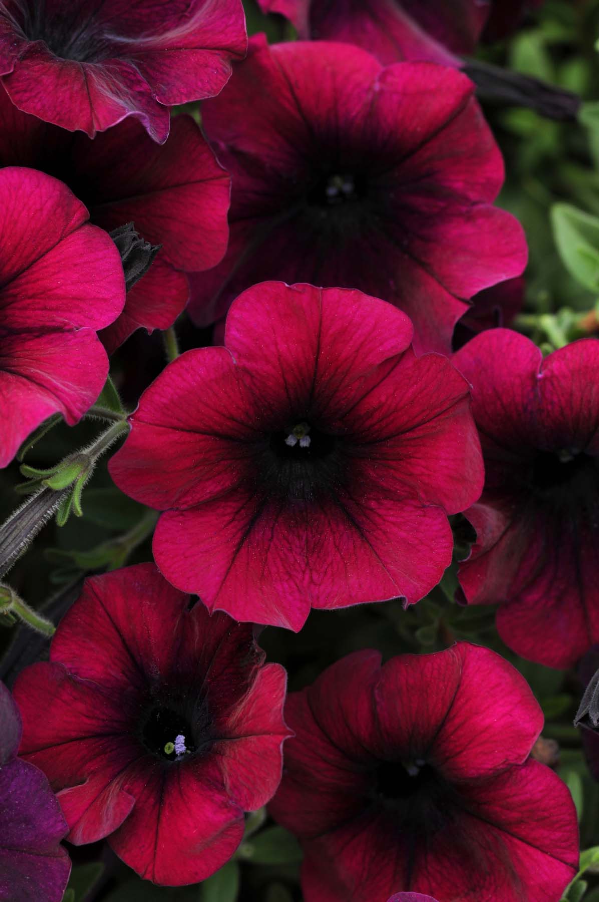 Free Awesome Petunia Flowers Wallpaper For Mobile