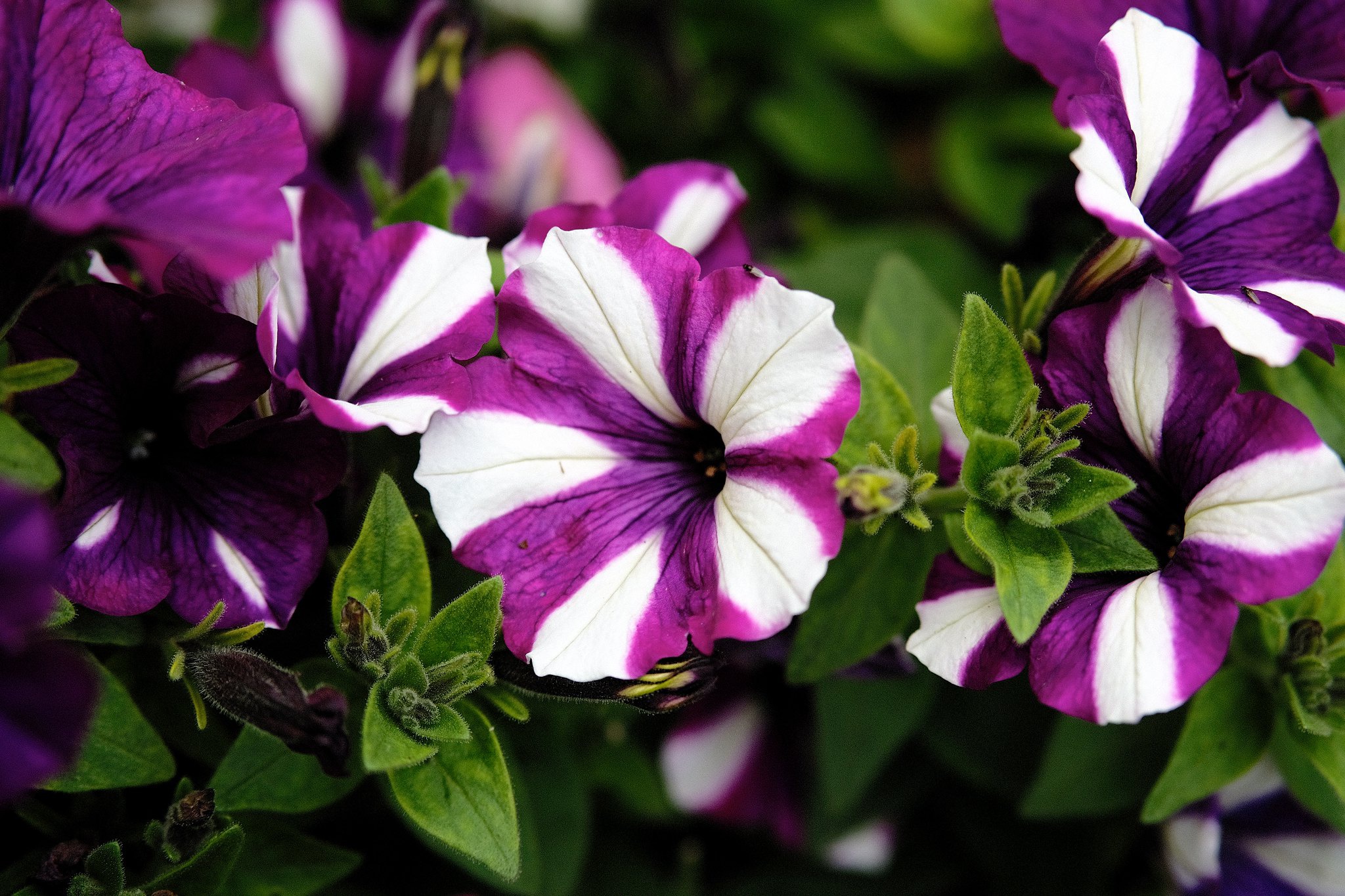 Petunia HD Wallpaper and Background