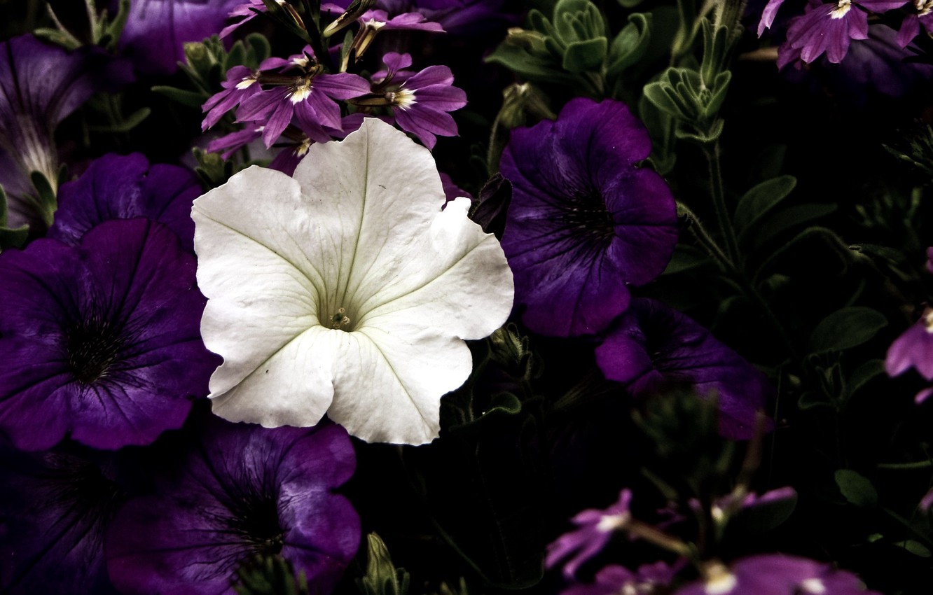 Wallpaper petunias, Petunia, white flower image for desktop, section цветы