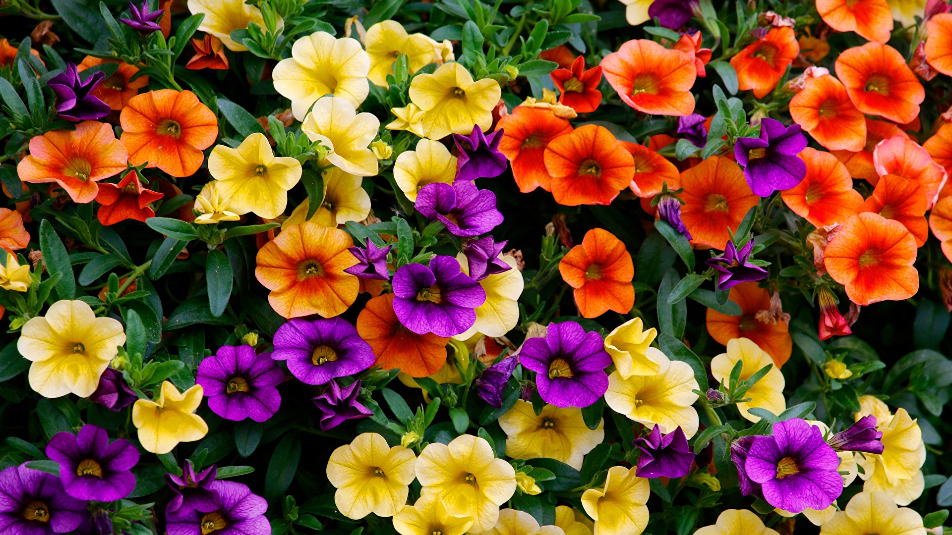 Picture Petunia Flowers Many 1920x1080