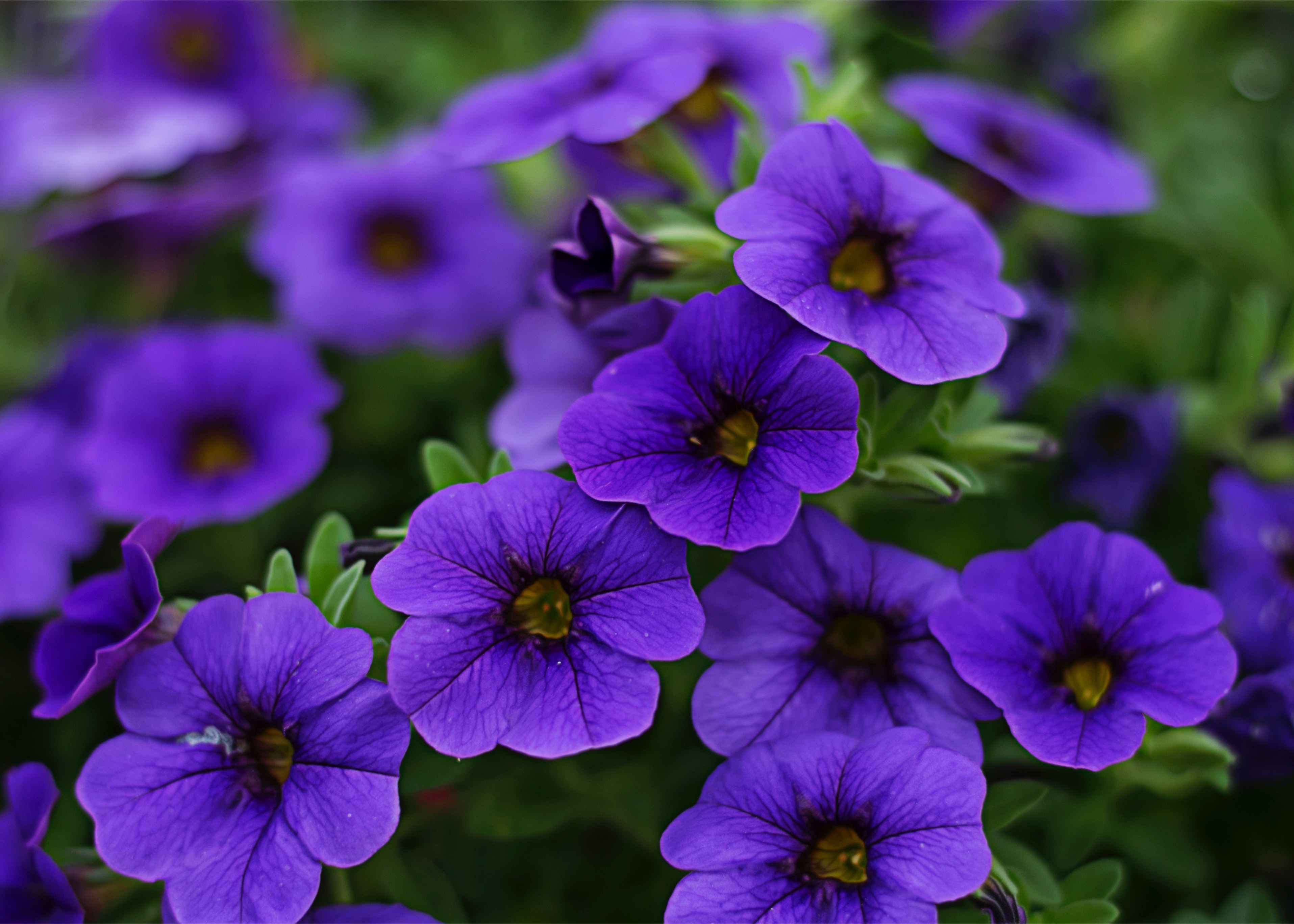 Best Free Petunia & Image · 100% Royalty Free HD Downloads