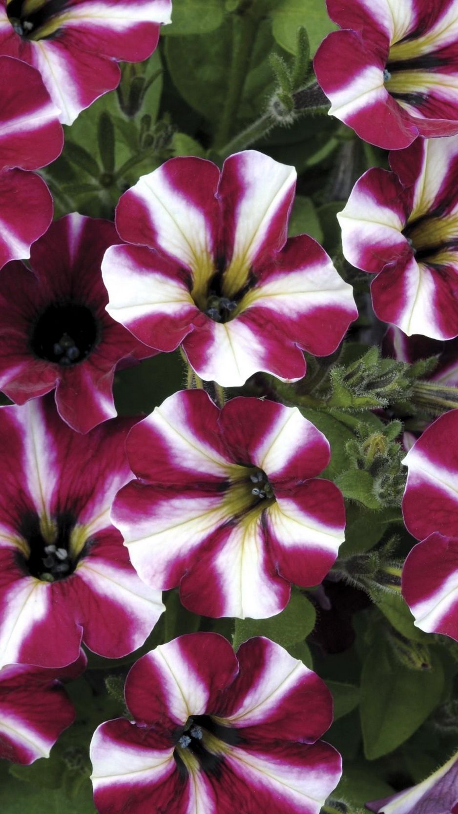 Download Wallpaper 938x1668 Petunia, Flowers, Striped, Duhtsvetnaya Iphone 8 7 6s 6 For Parallax HD Background