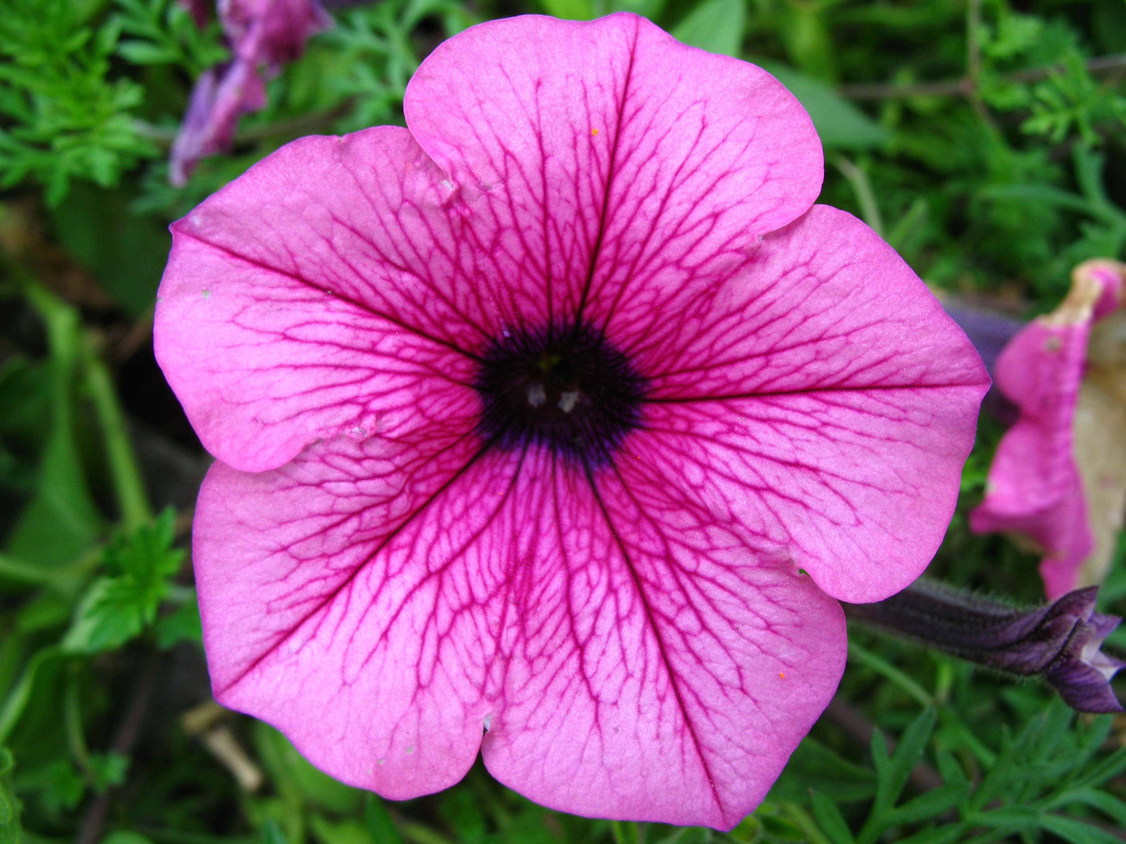 Download HD Amazing Petunia Flower Photo