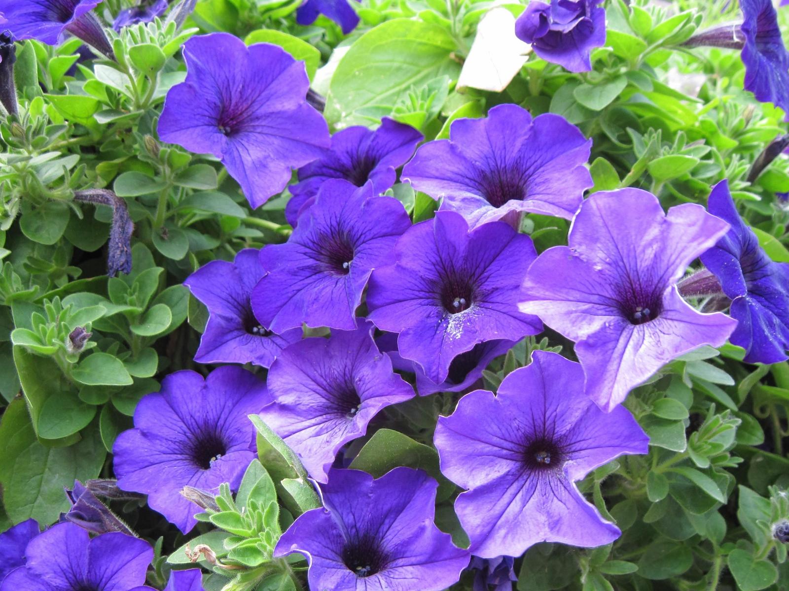 Many purple petunia HD wallpaper