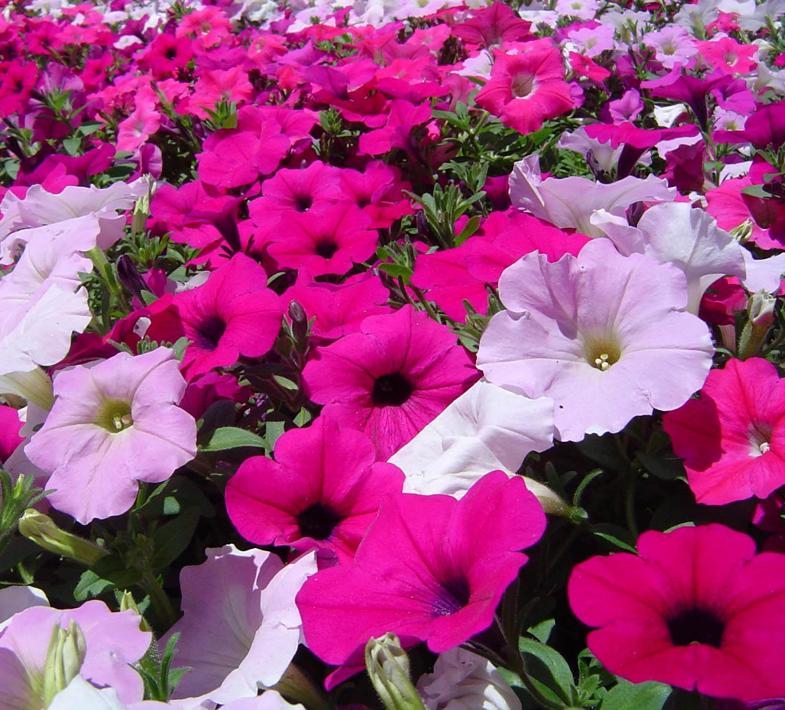 Free High Definition Mind Blowing Colorful Petunia Download