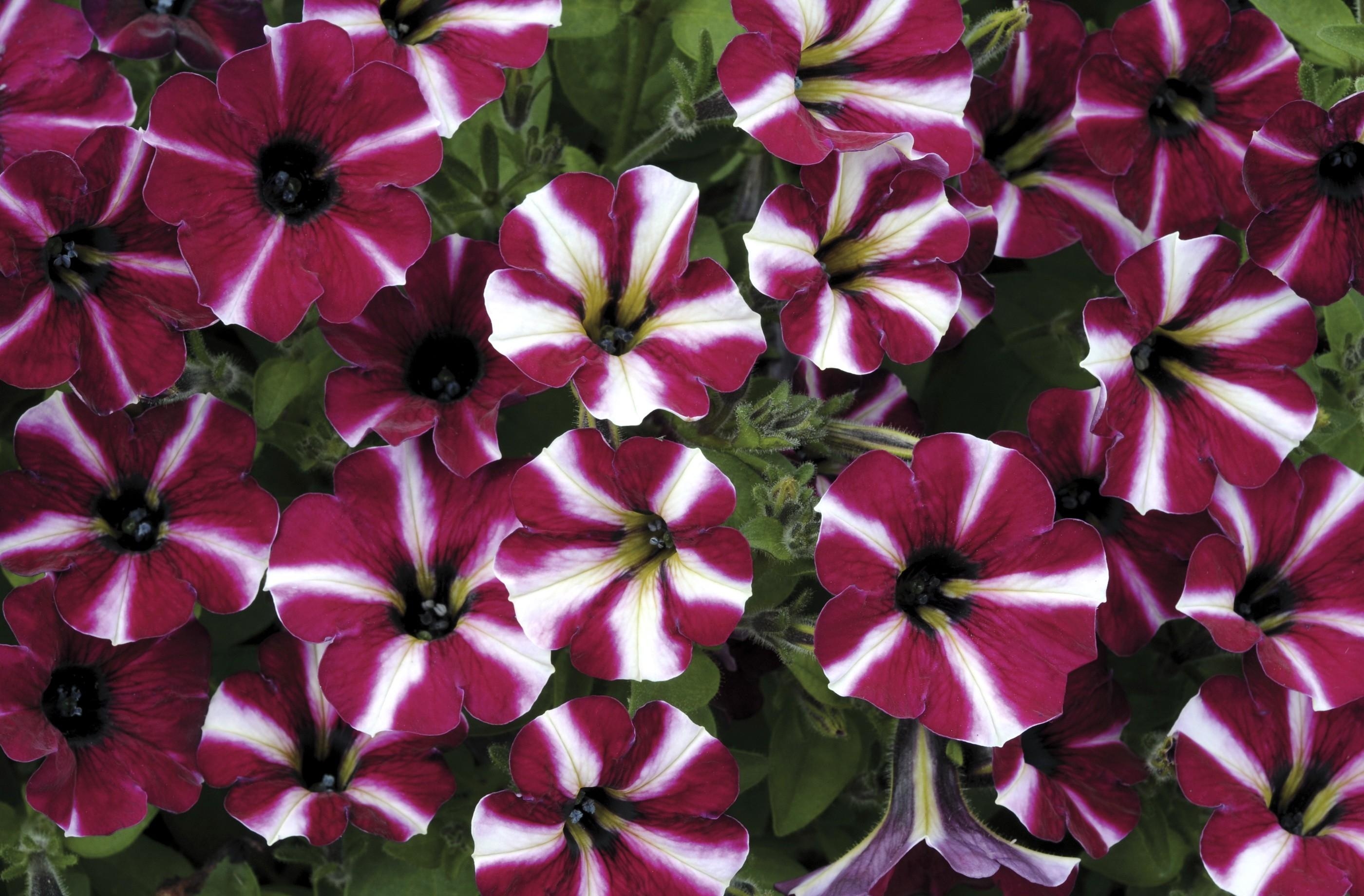 Petunia wallpaper for desktop, download free Petunia picture and background for PC