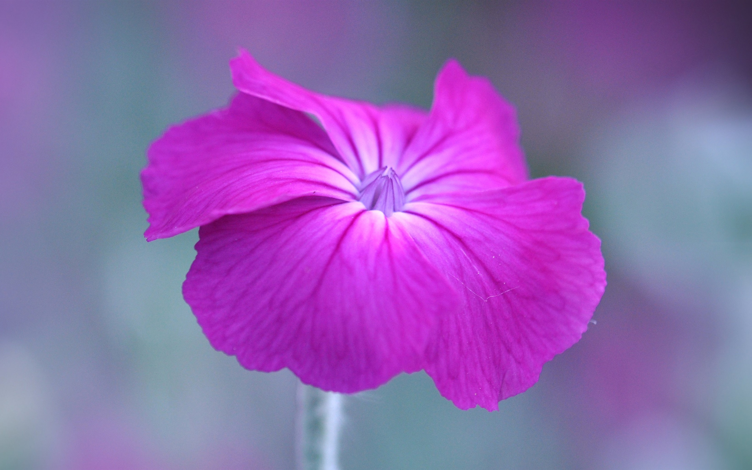 Wallpaper One pink petunia flower 2880x1800 HD Picture, Image