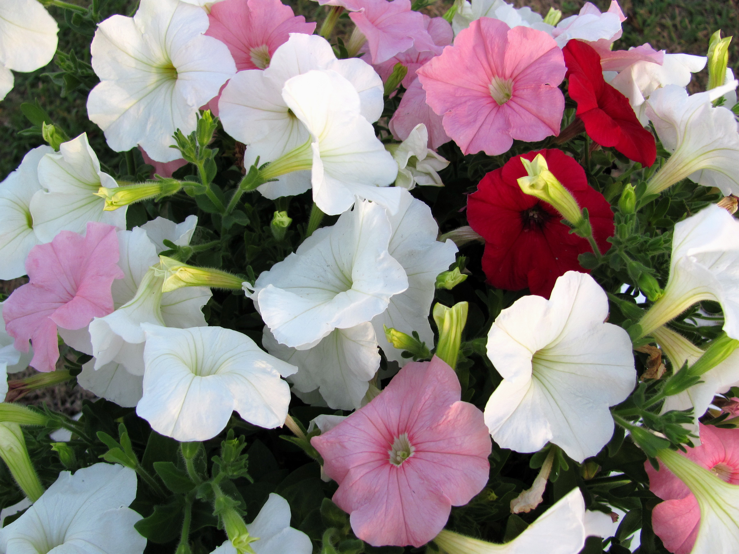 Petunia Flower Wallpapers - Wallpaper Cave