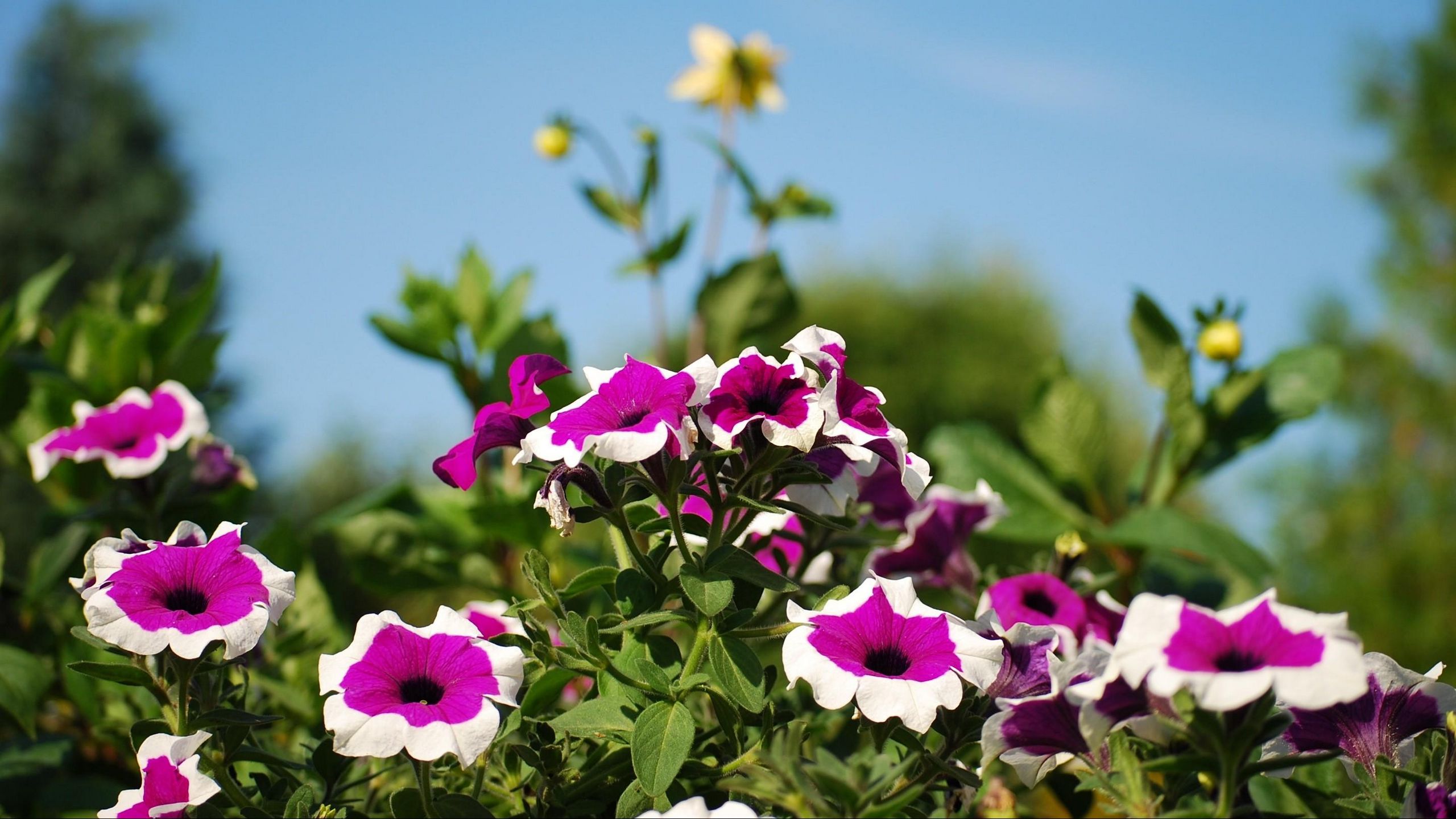 Download wallpaper 2560x1440 petunia, flower, flowerbed, sunny, skies, blurring widescreen 16:9 HD background