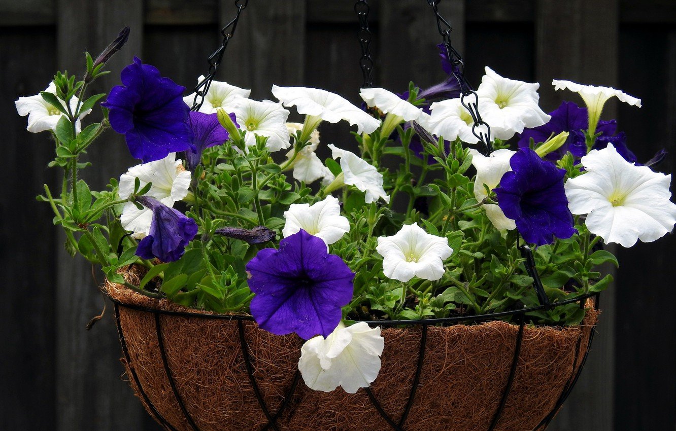 Wallpaper flowers, petunias, Petunia image for desktop, section цветы