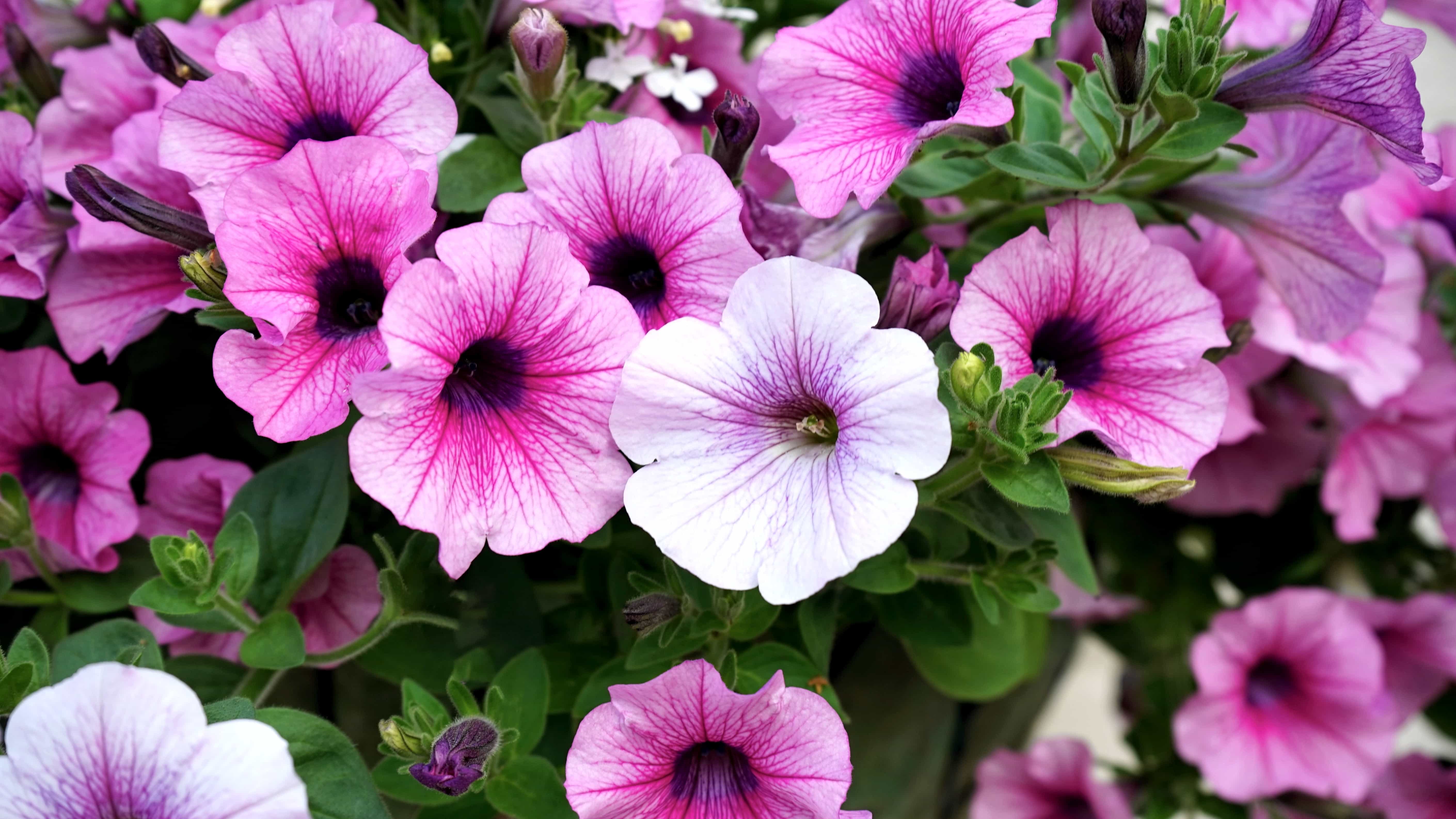 Free picture: garden, flower, pink petunia, pink, summer season