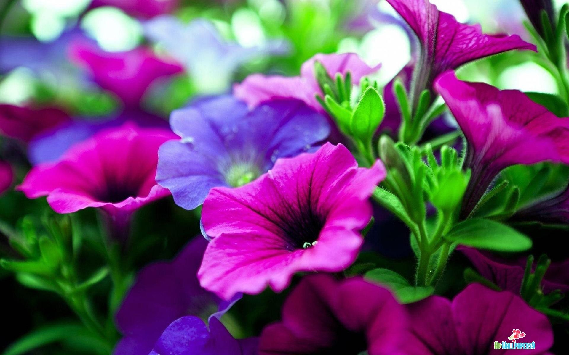 flower live wallpaper hd, flower, petal, purple, violet, petunia