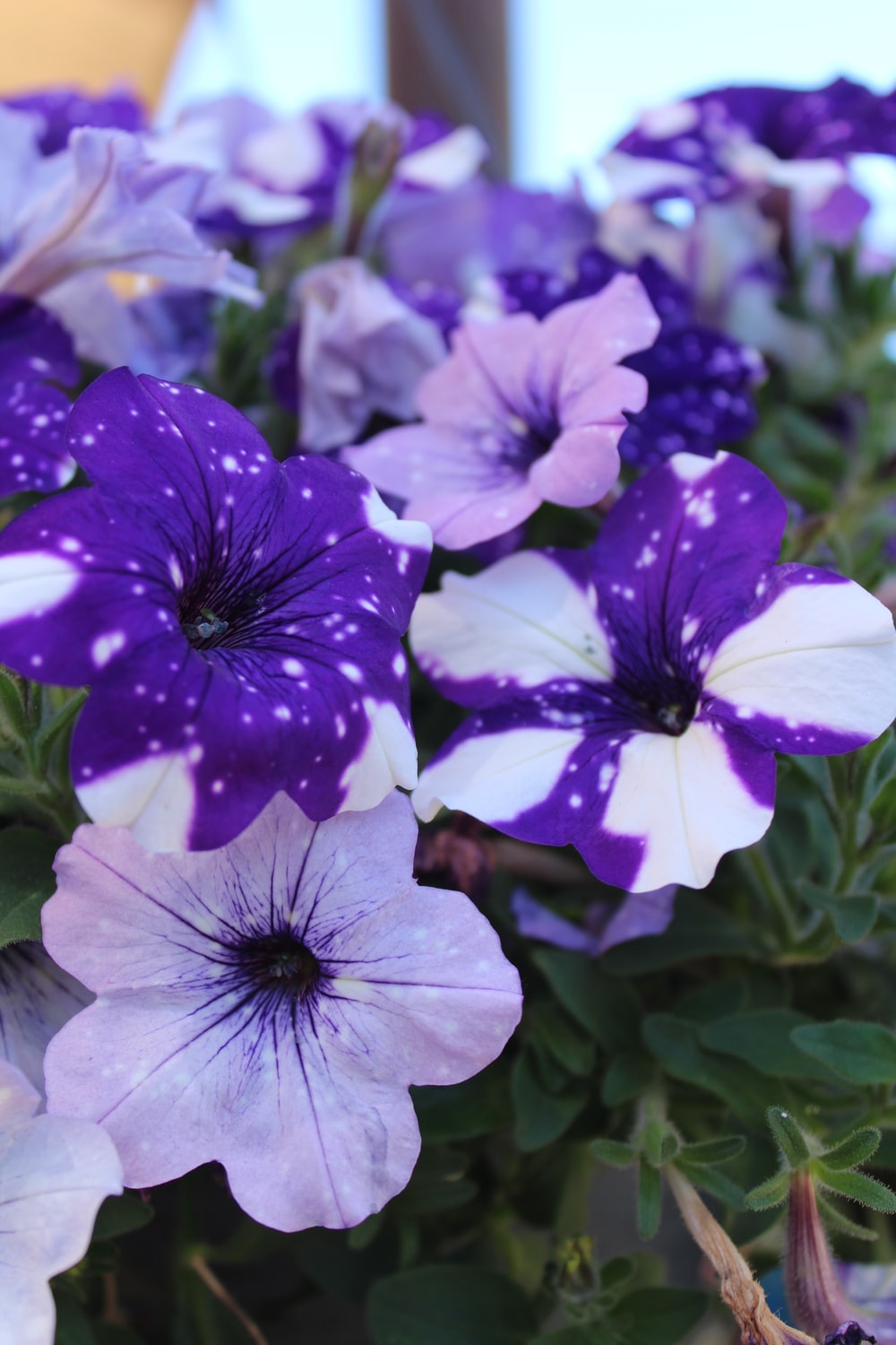 Petunia Picture. Download Free Image